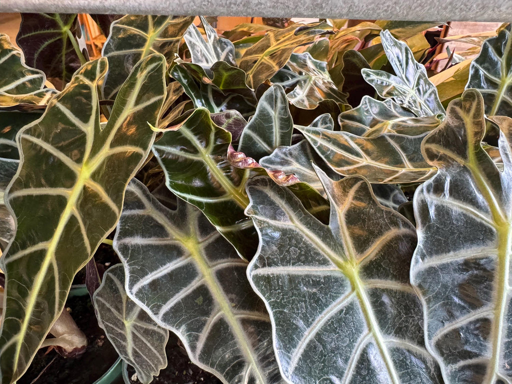 Alocasia  4" plant - Tropical Decor