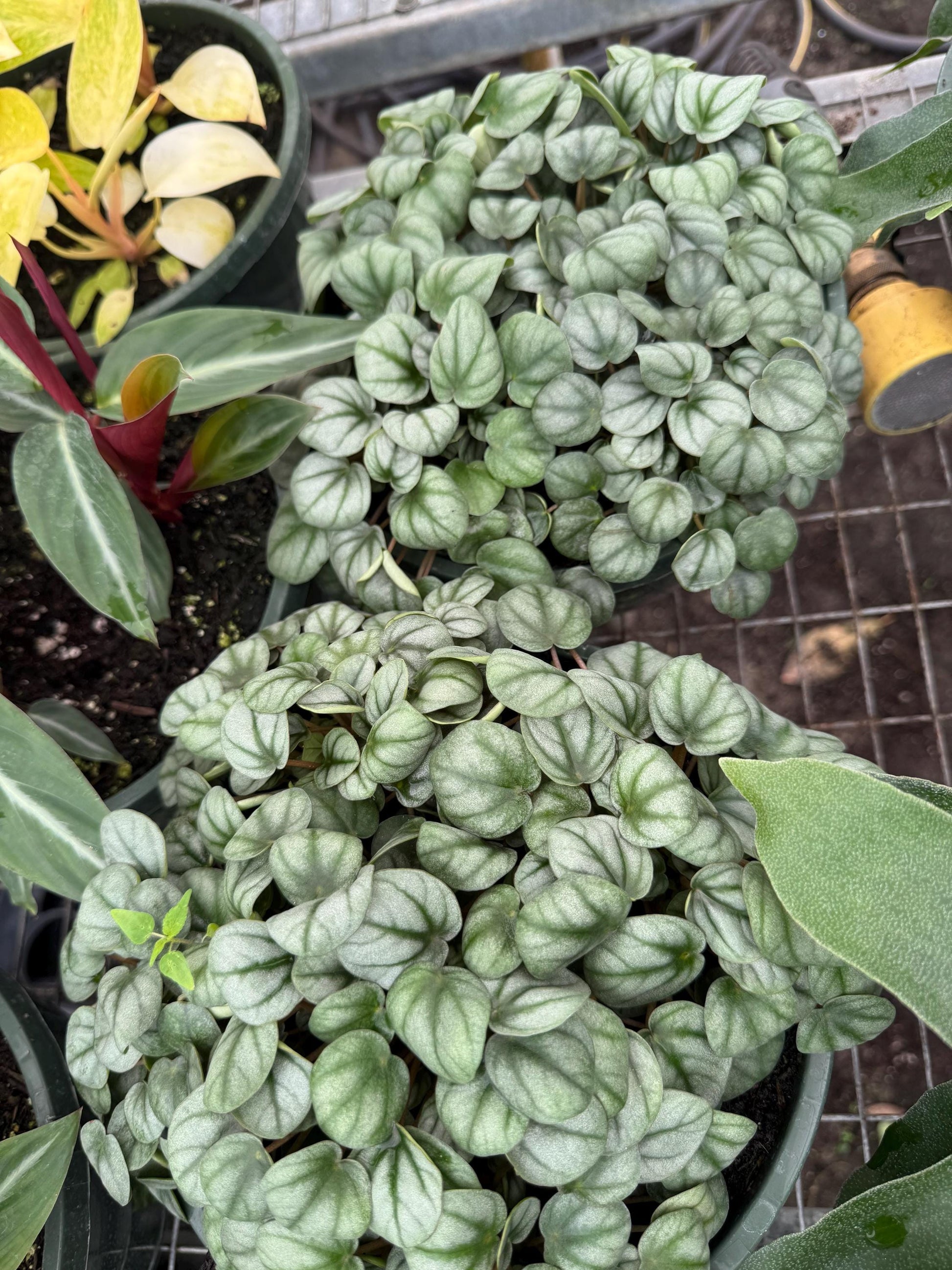 4” Assorted Plants