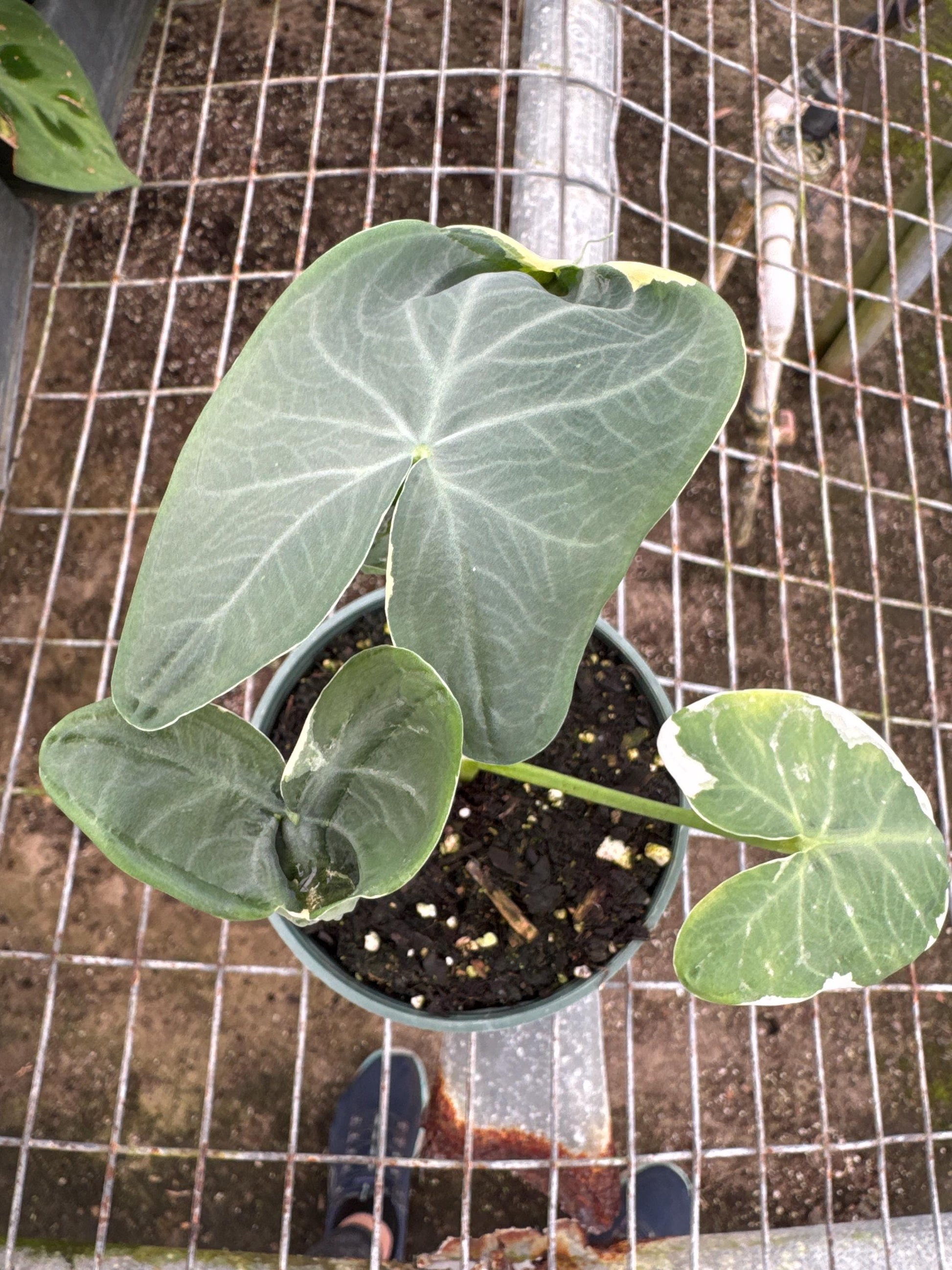 4” Assorted Plants