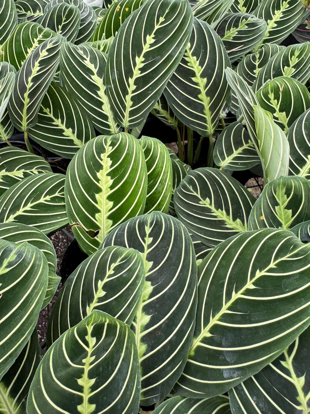 Prayer Plants Five varieties to choose from