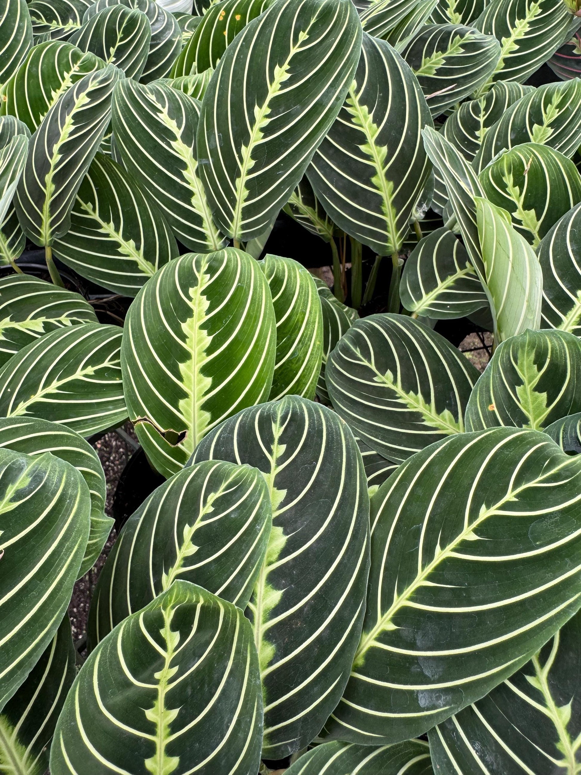 Prayer Plants Five varieties to choose from