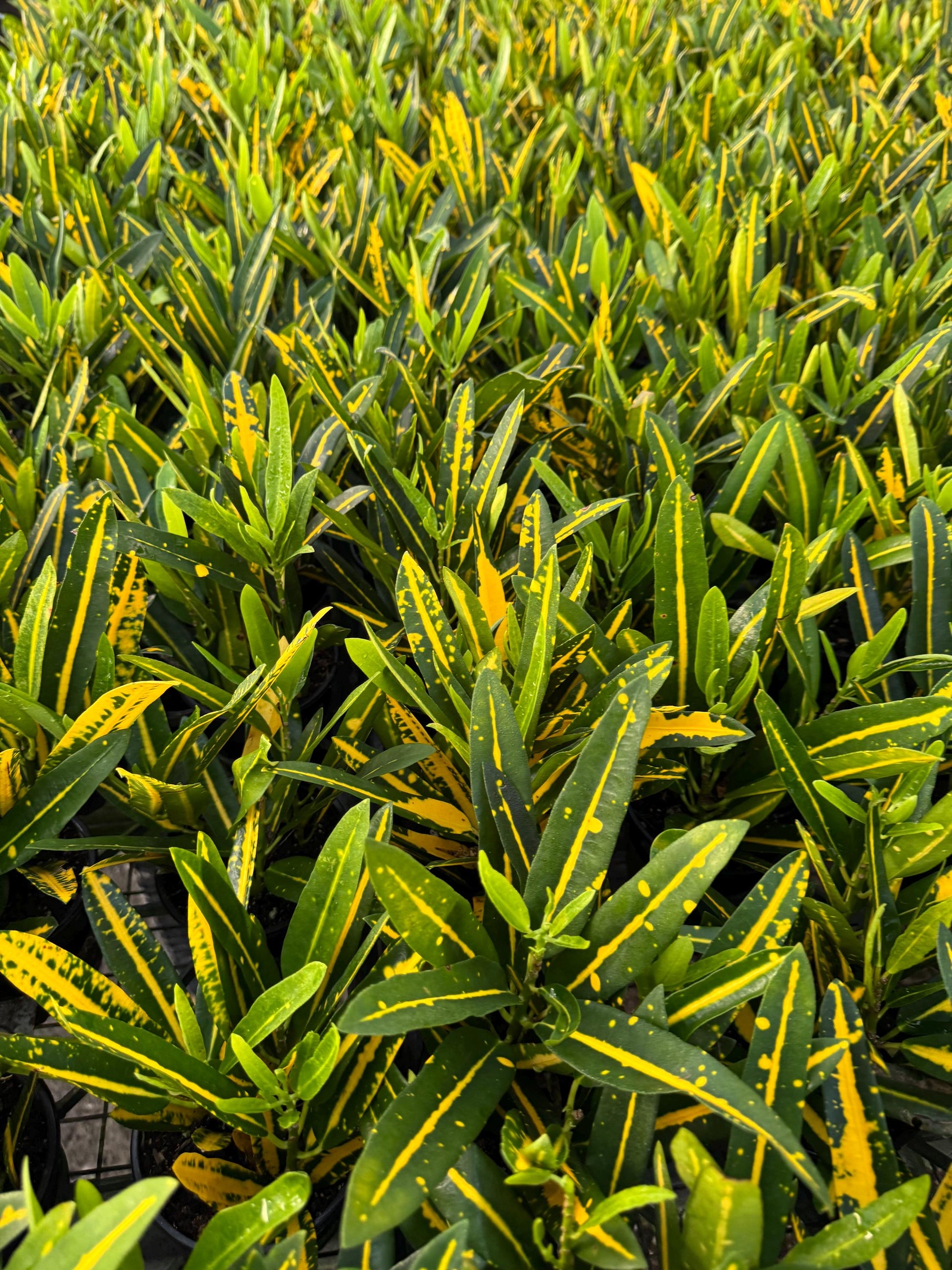 4”Crotons