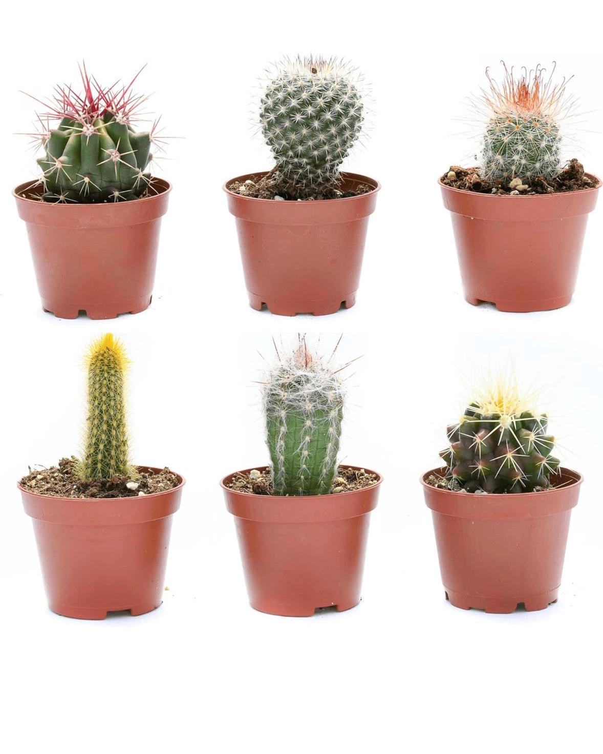 3” Cactus