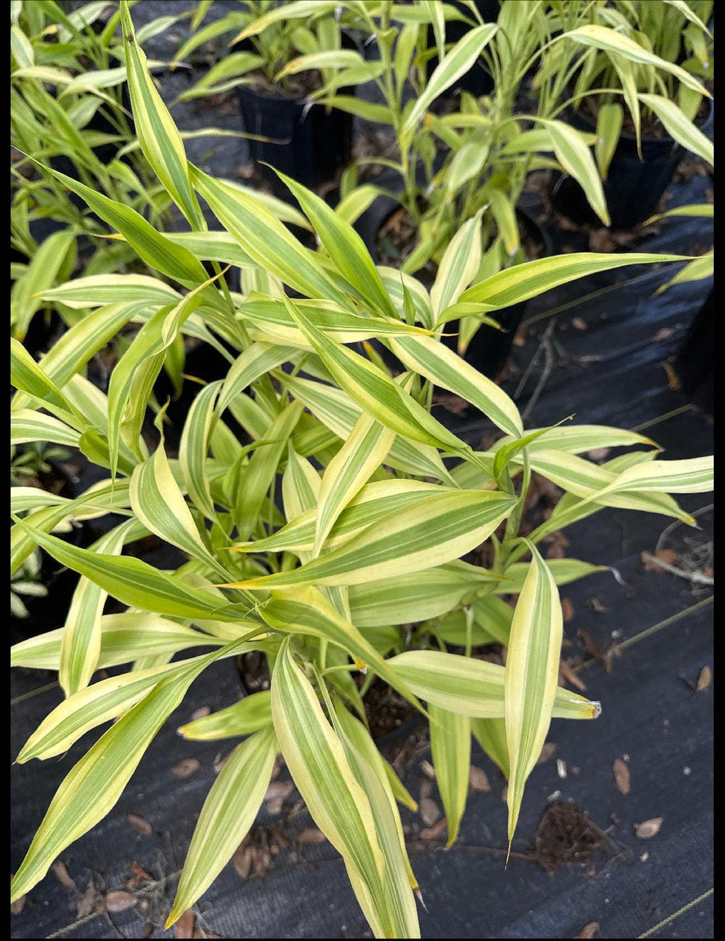 Sanseveria or Snake Plant