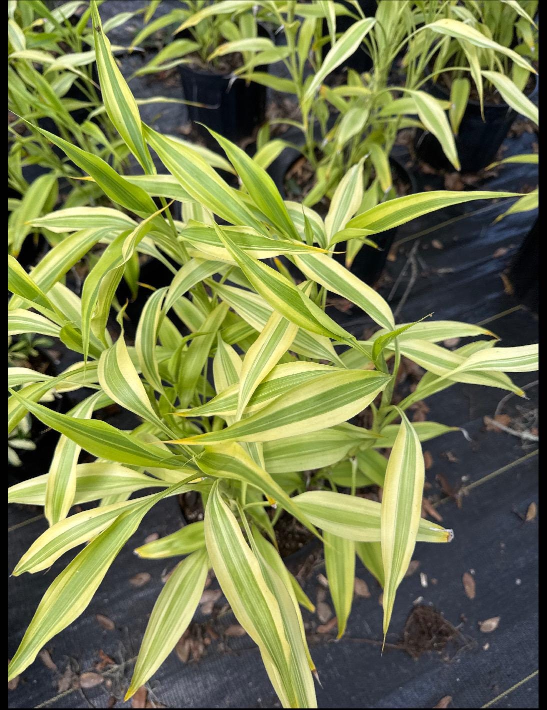 Sanseveria or Snake Plant