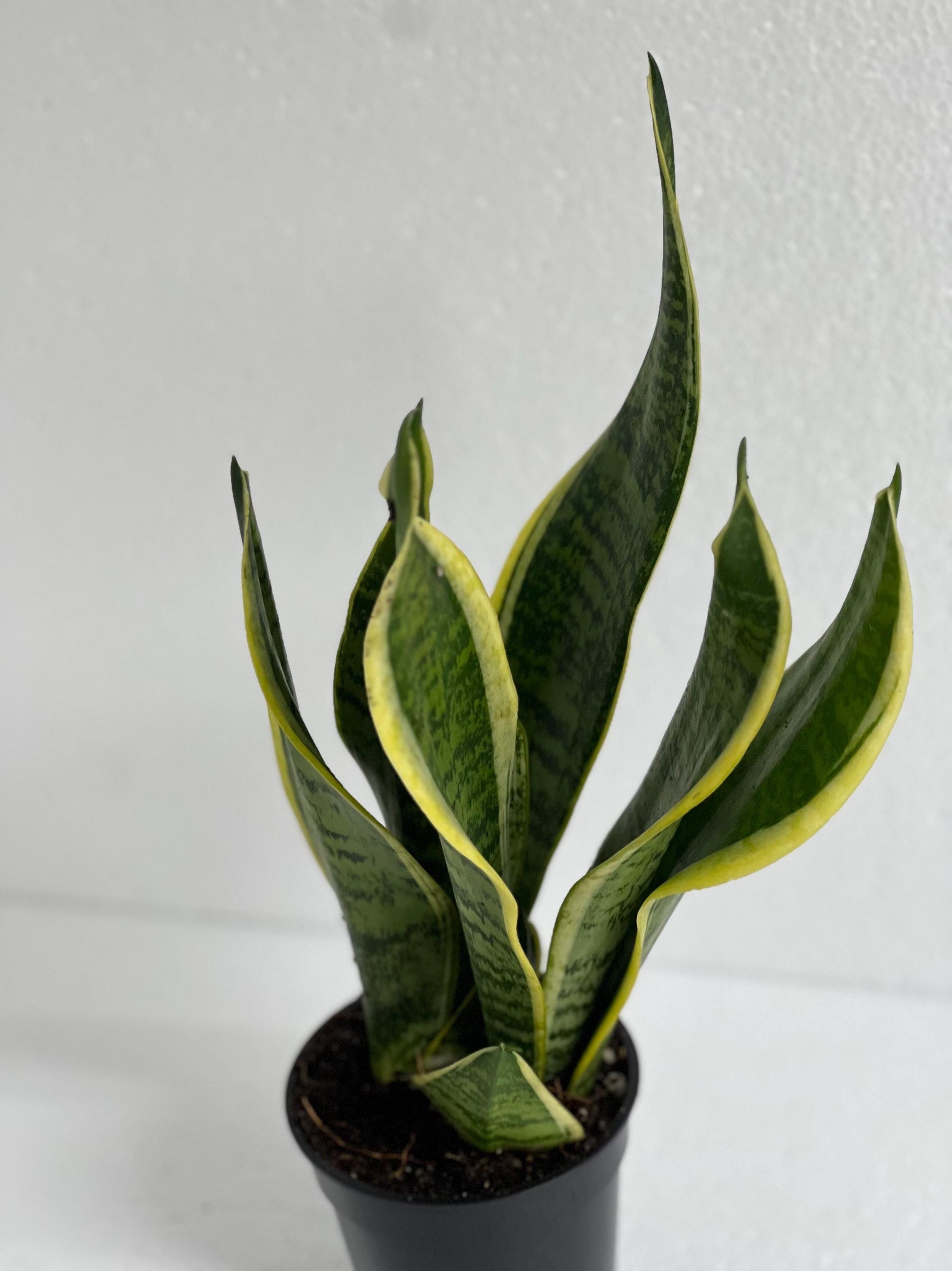 Sanseveria Snake Plant
