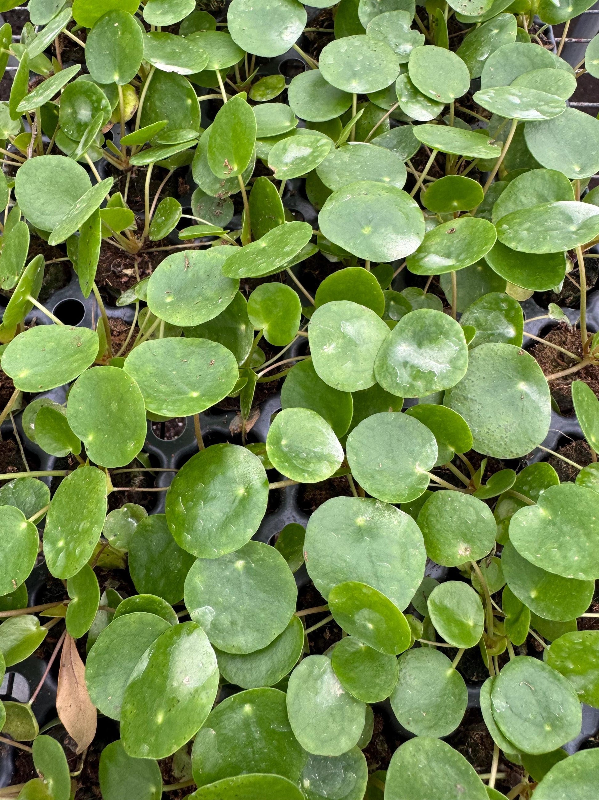 Pepperomia Assortment 3”