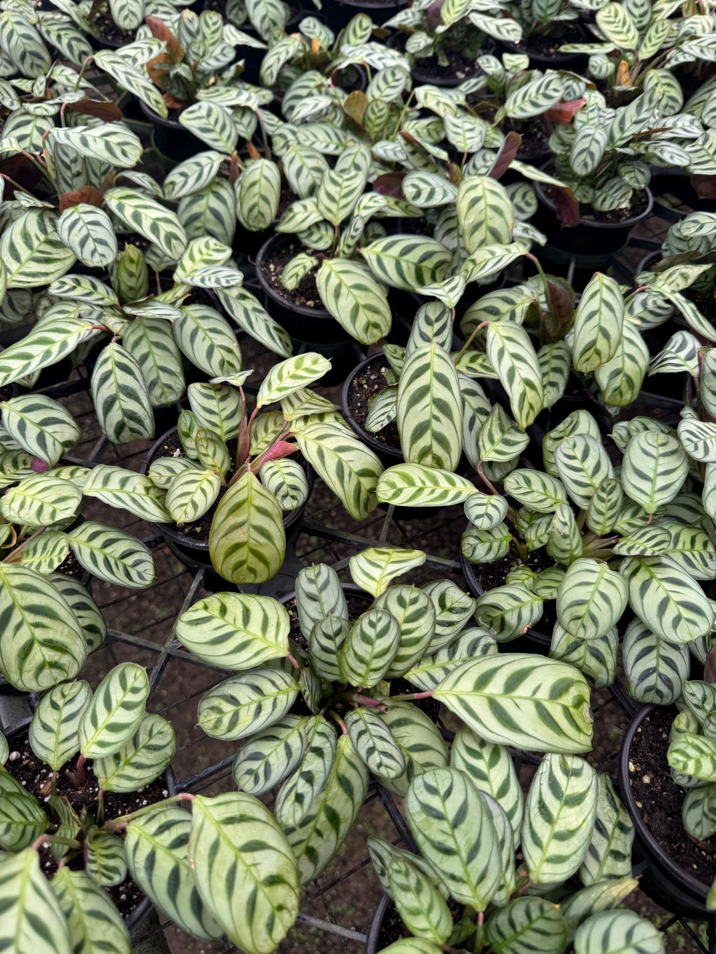 Prayer Plants Four colors to choose from