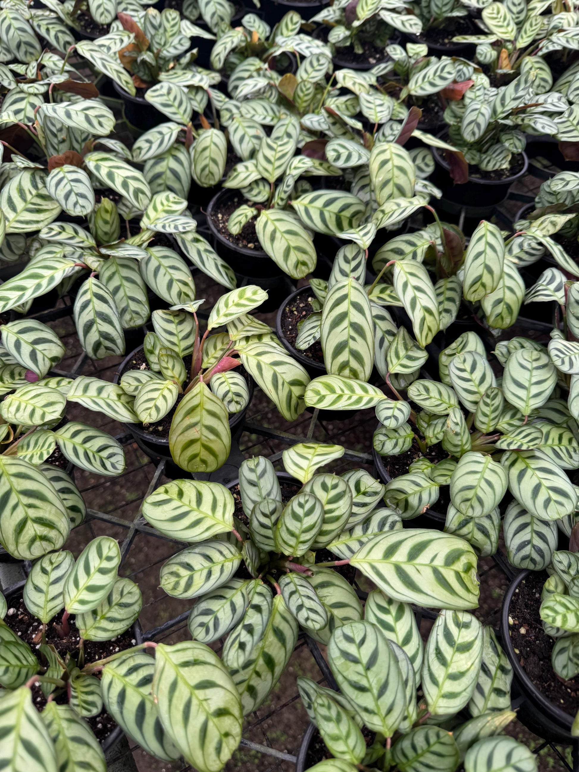 Prayer Plants Four colors to choose from