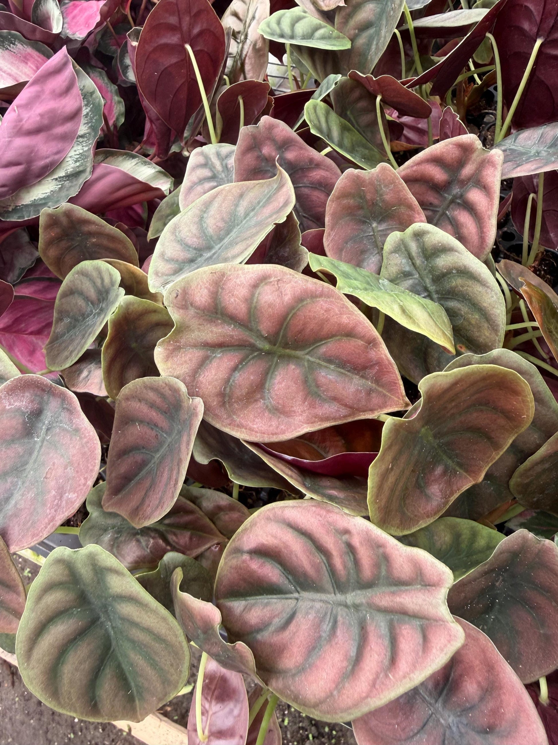 Alocasia  4" plant - Tropical Decor