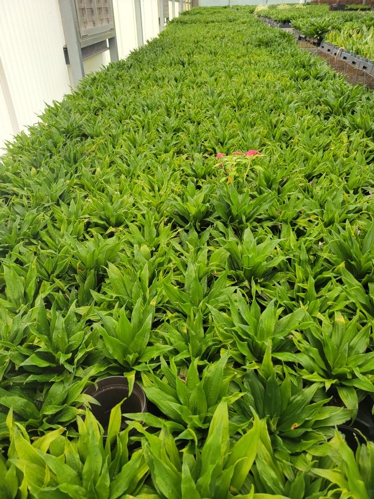 Draceana plant variety in 4”
