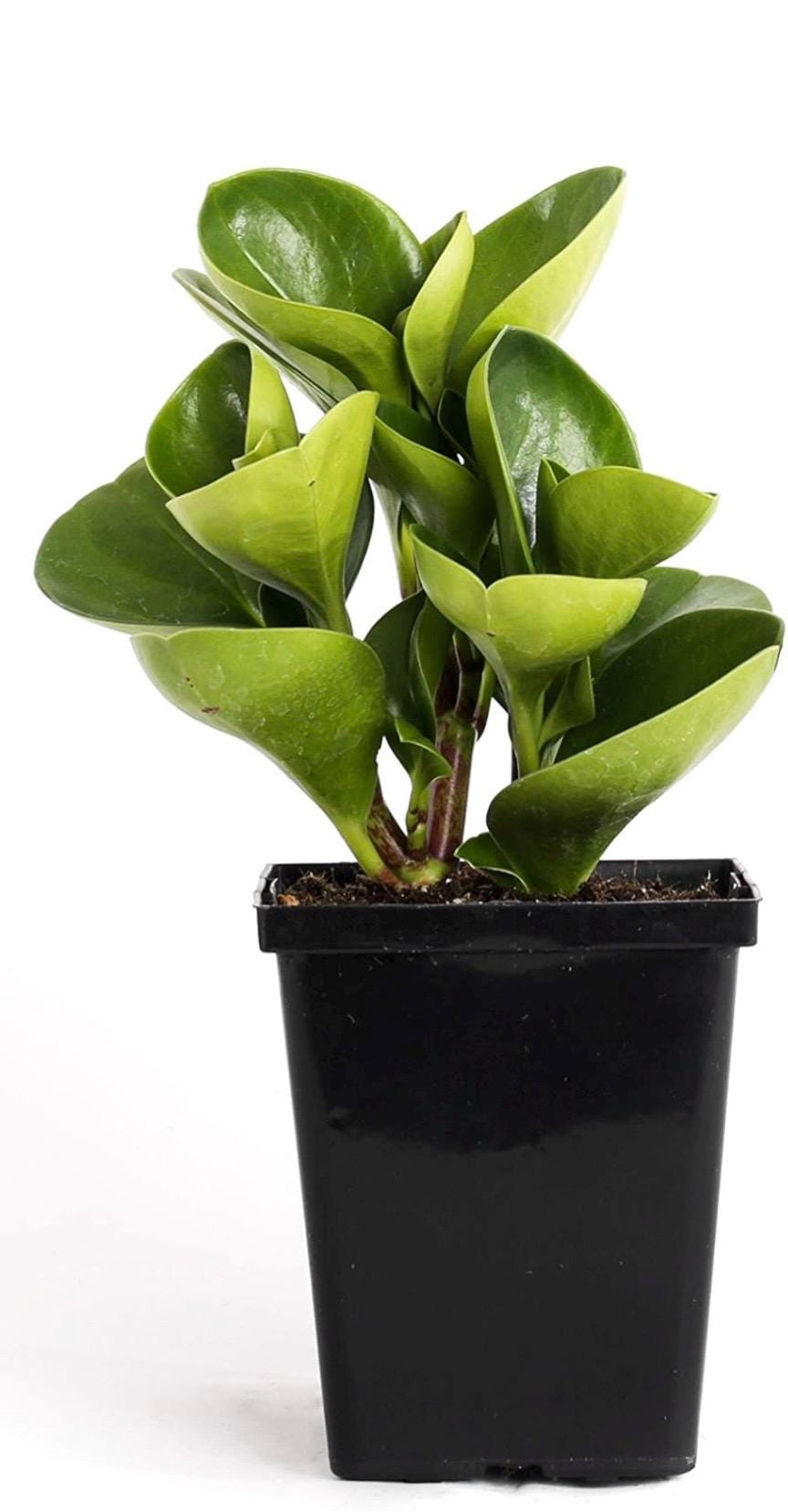 Pepperomia Assortment 3”