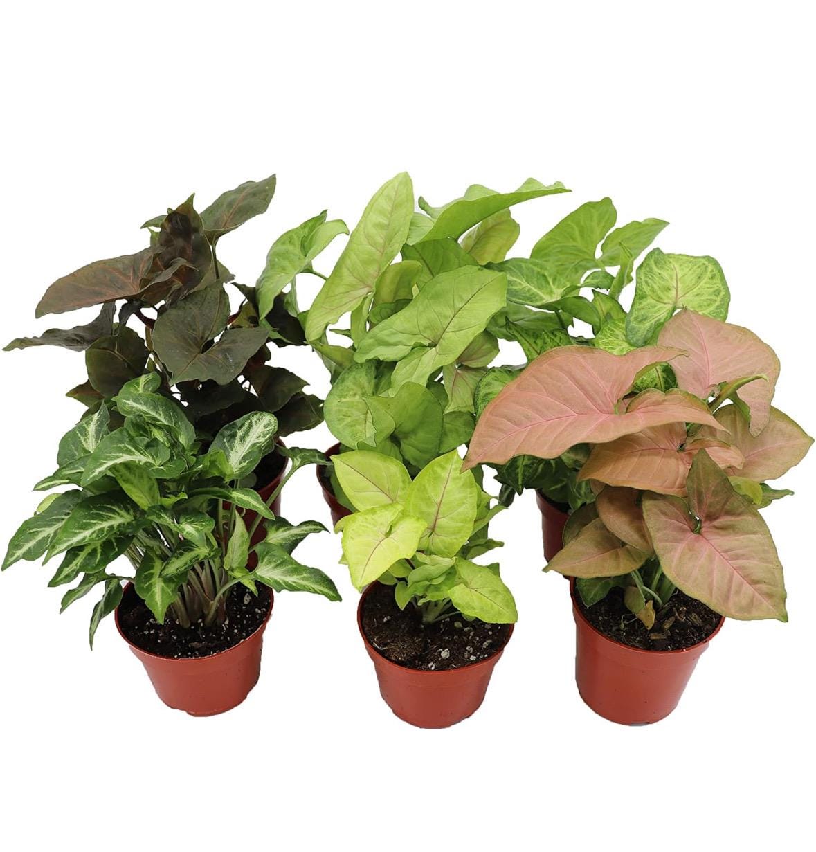 Syngonium Plant Variety Pack: Starter House Plants