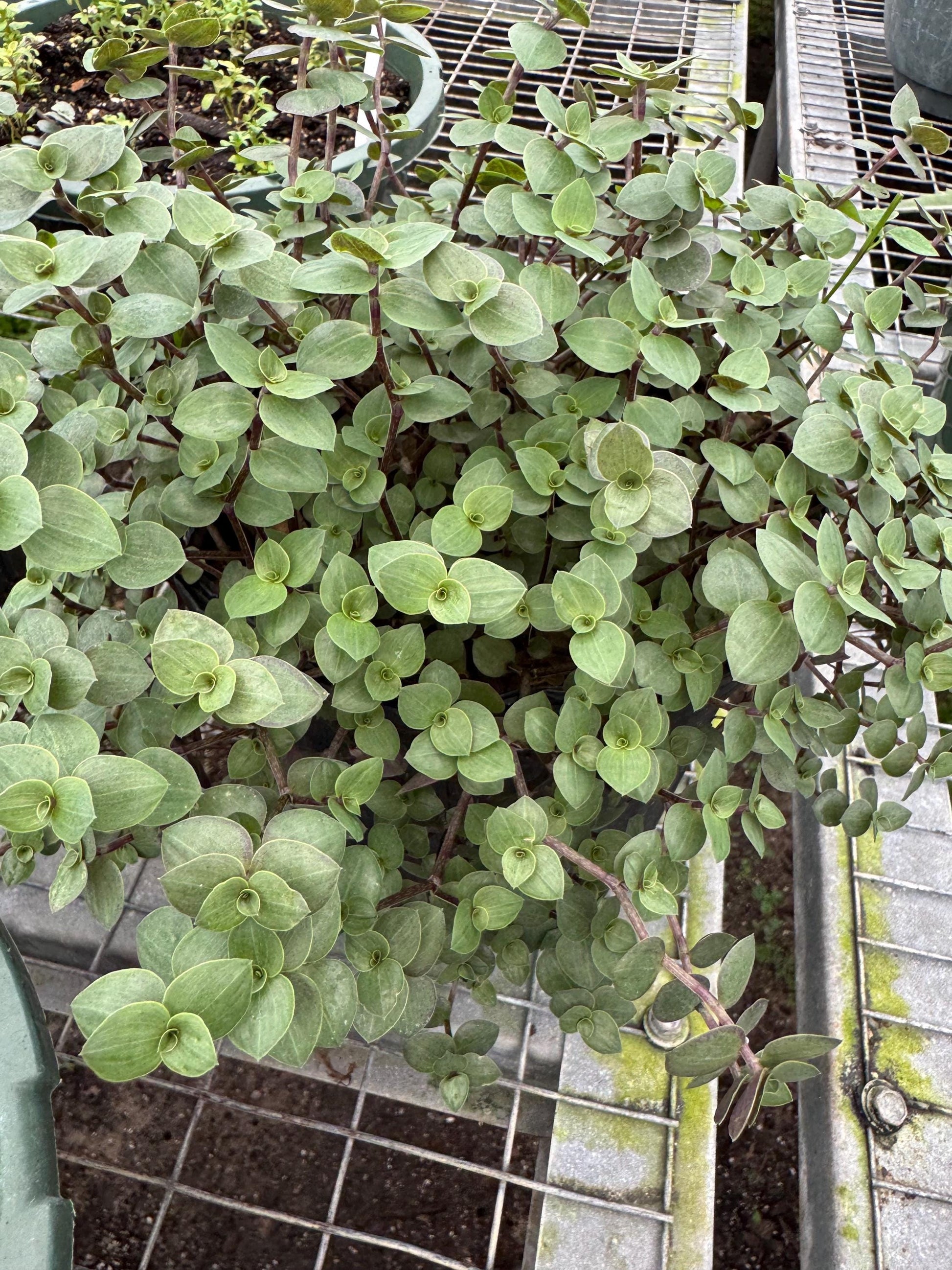 Tradescantia Varieties 2” 4pk