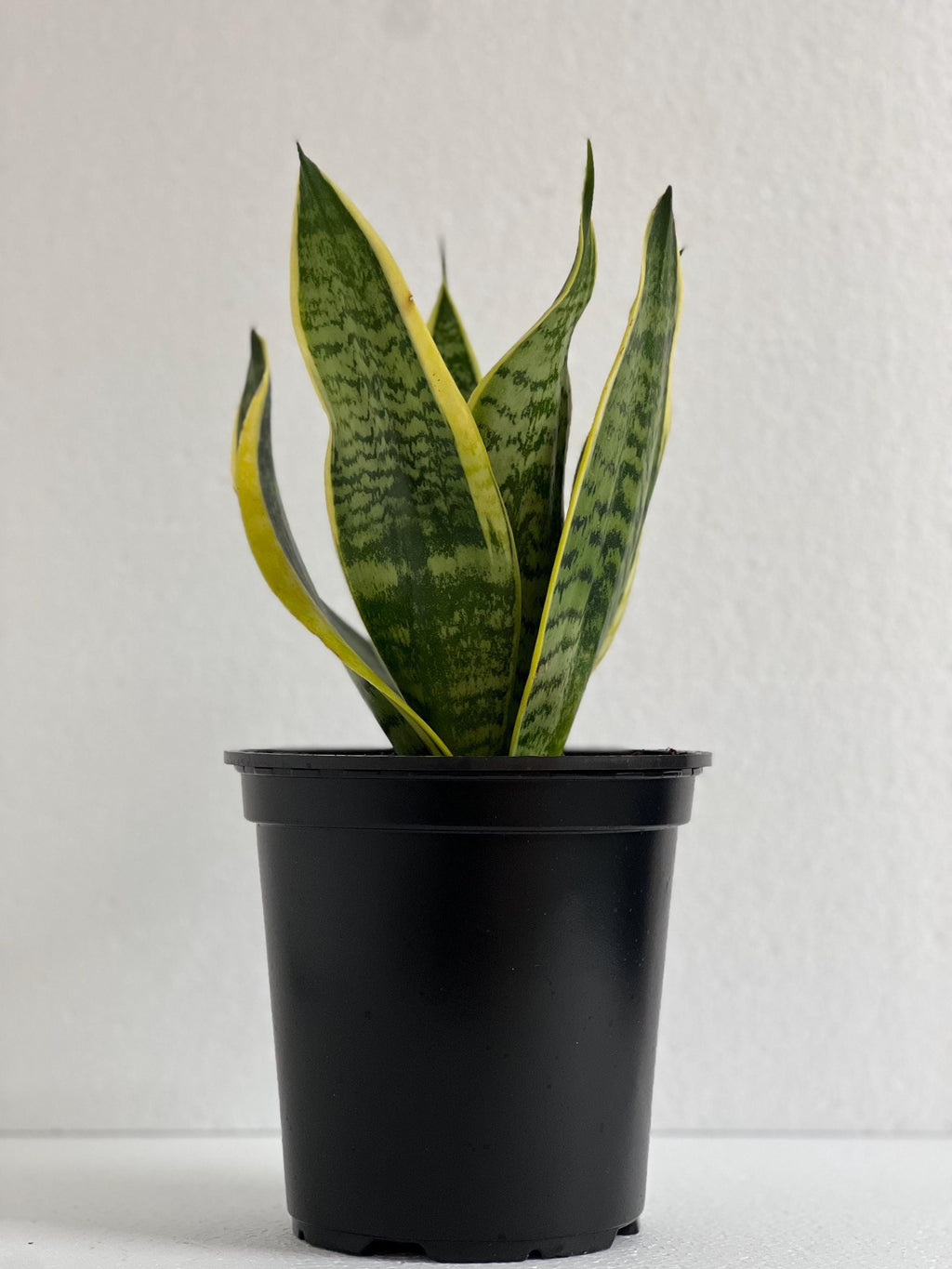 Sanseveria Snake Plant