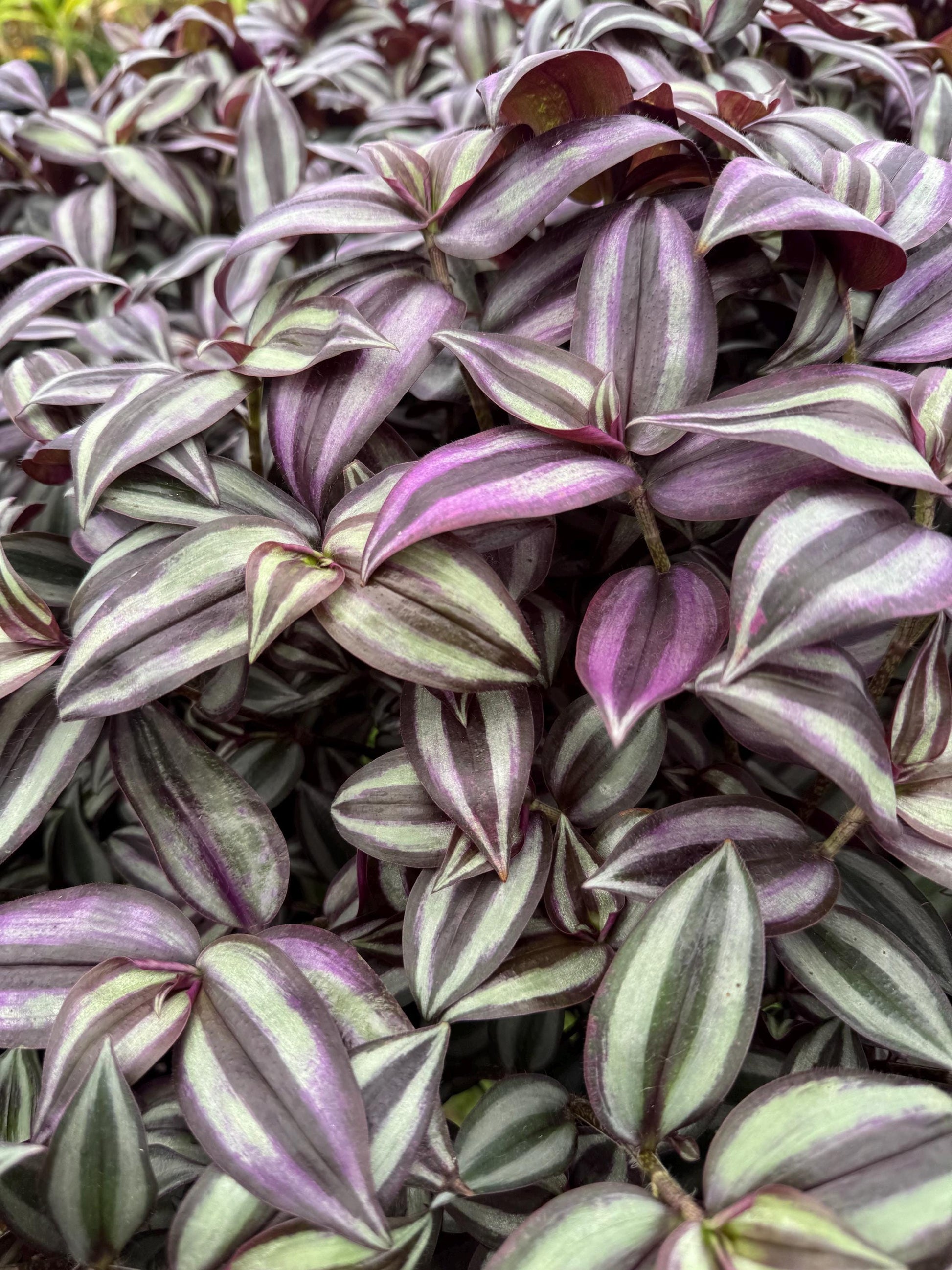 Tradescantia Varieties 2” 4pk