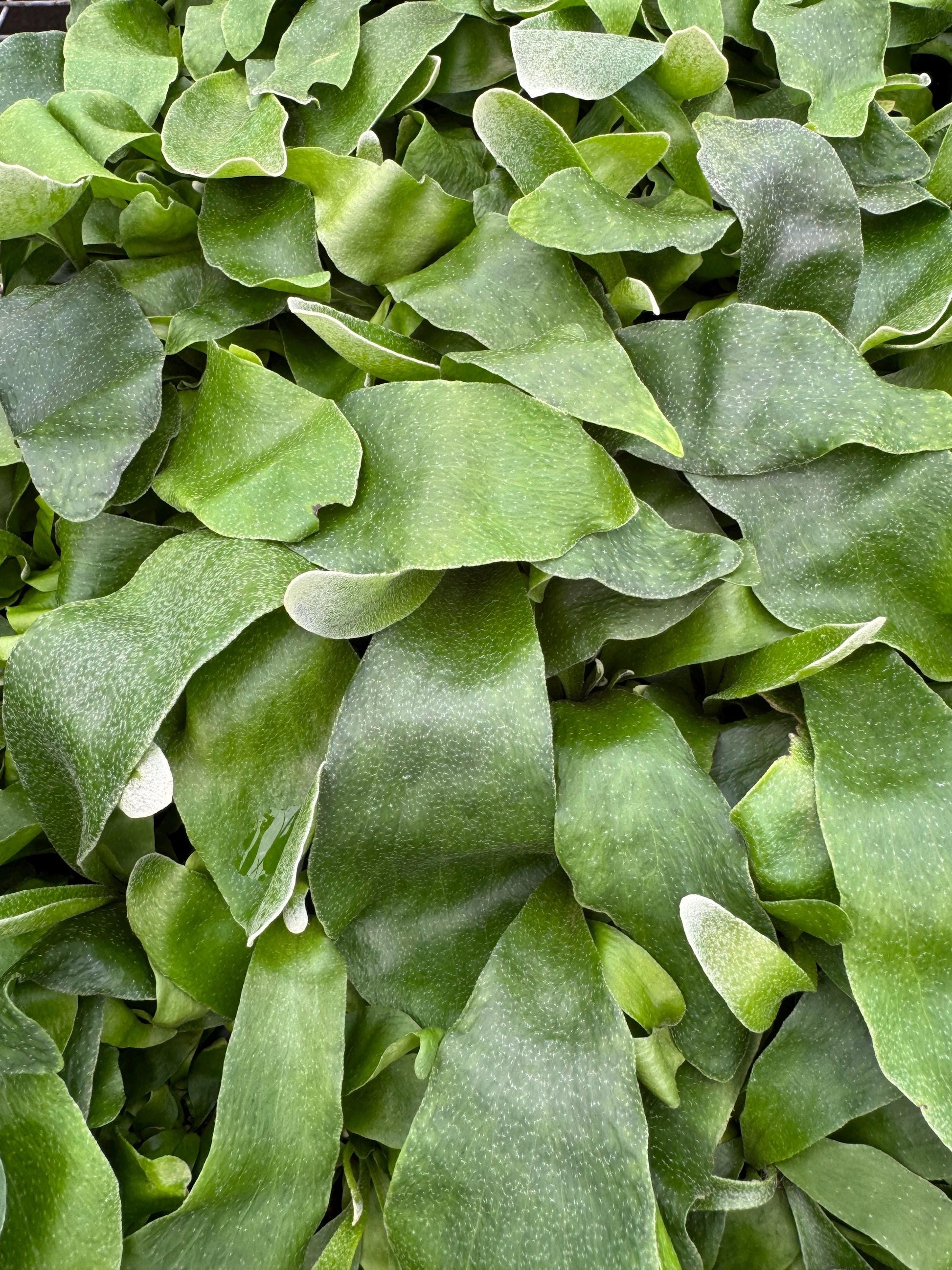 Fern