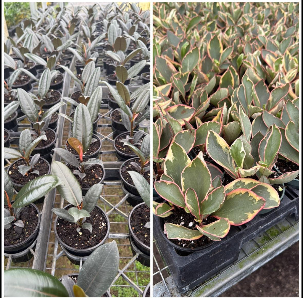 Plant Combinations 4” each