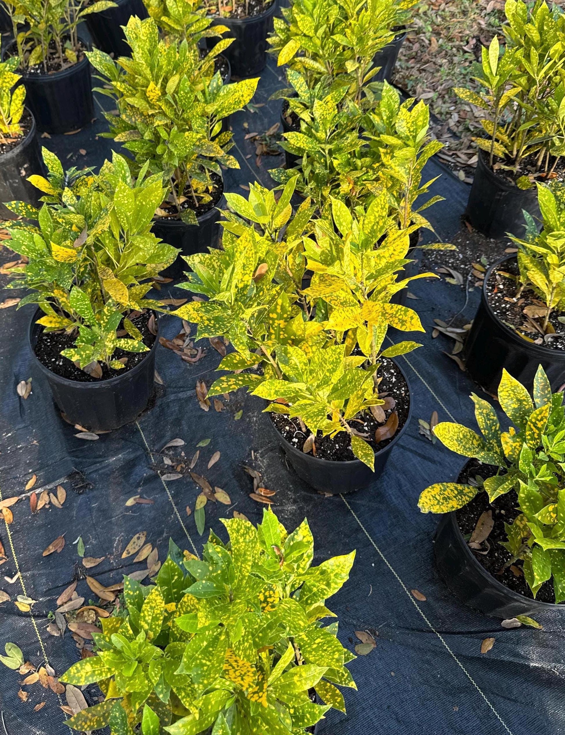 Landscape plants 15"