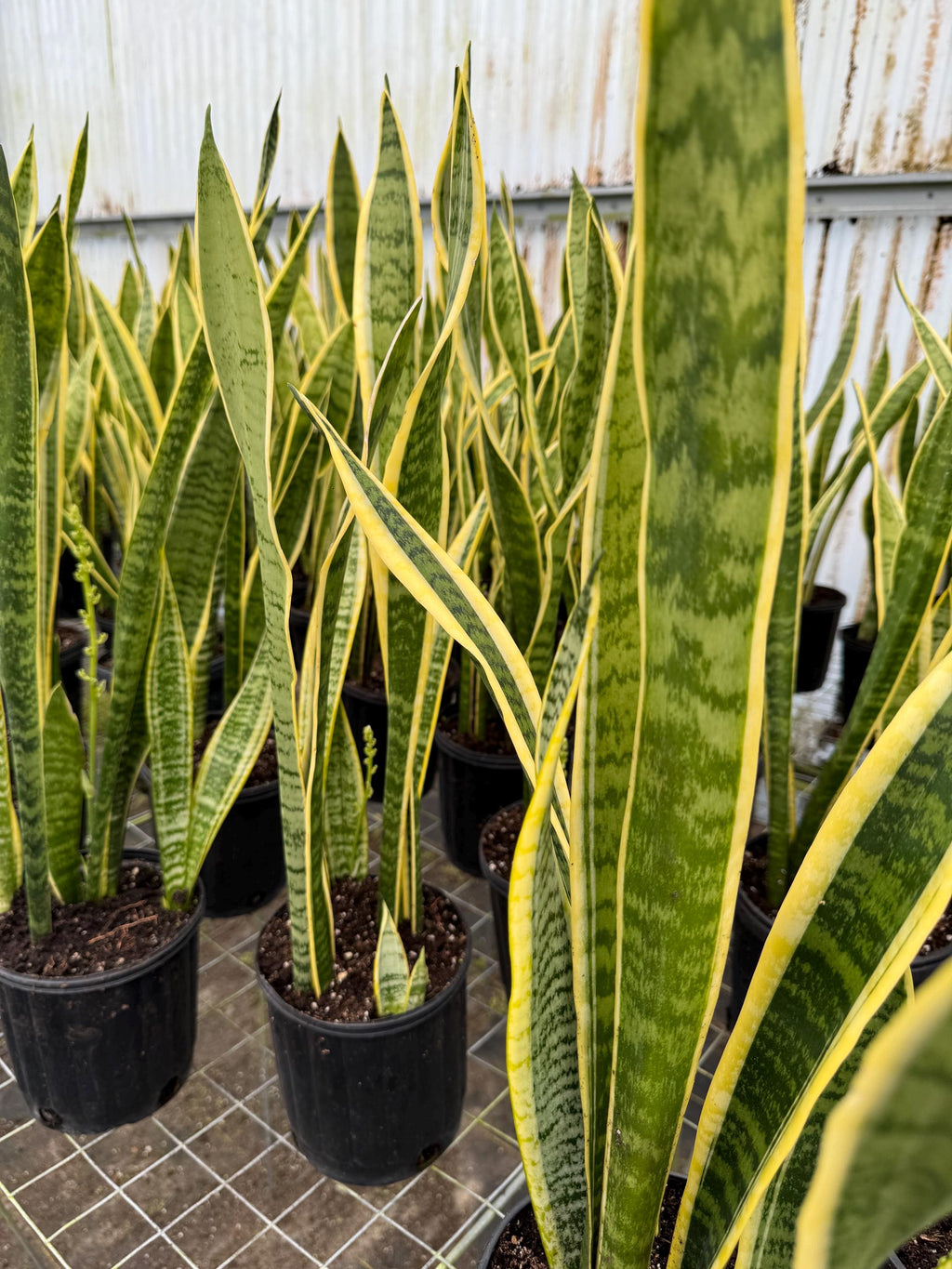 Sanseveria or Snake Plant