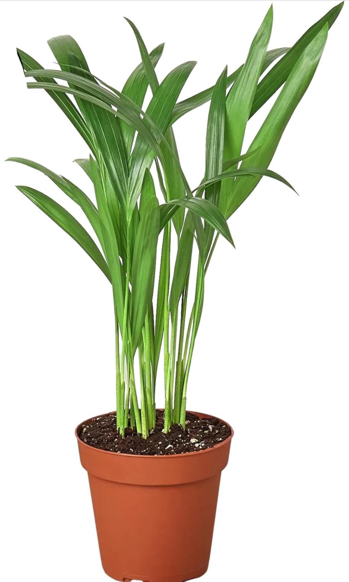 Pet Friendly Plants 4 pack