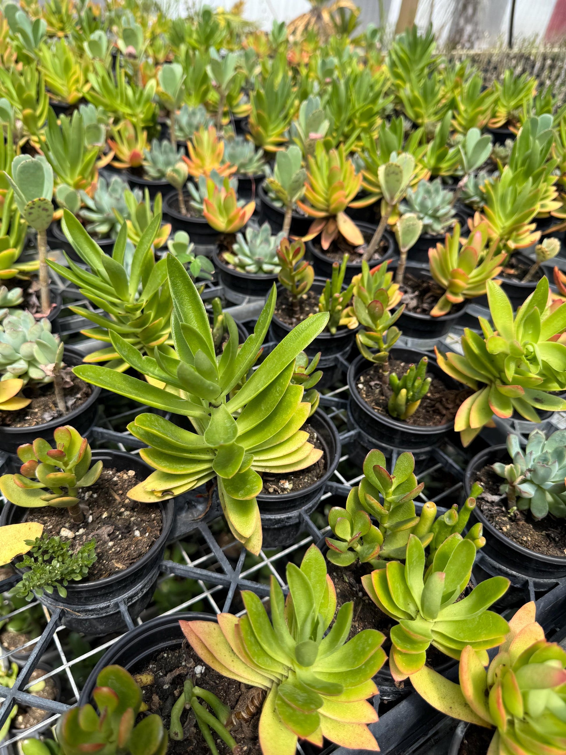 8 pk assorted succulents