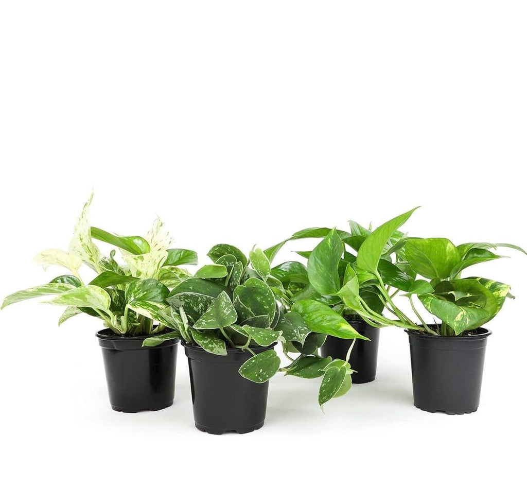 Pothos Plant: Golden, Neon, Jade, Marble Varieties
