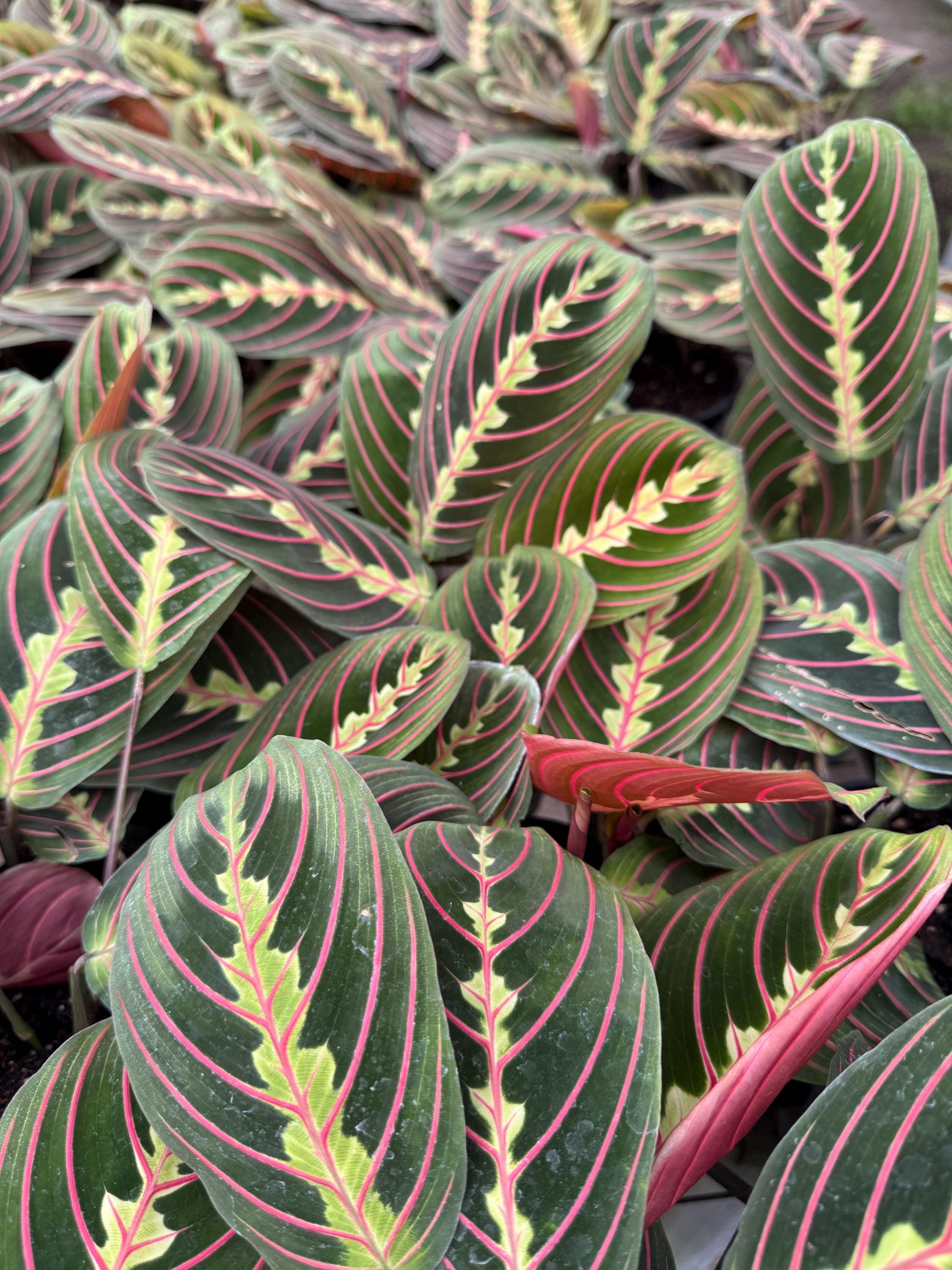 Prayer Plants Five varieties to choose from