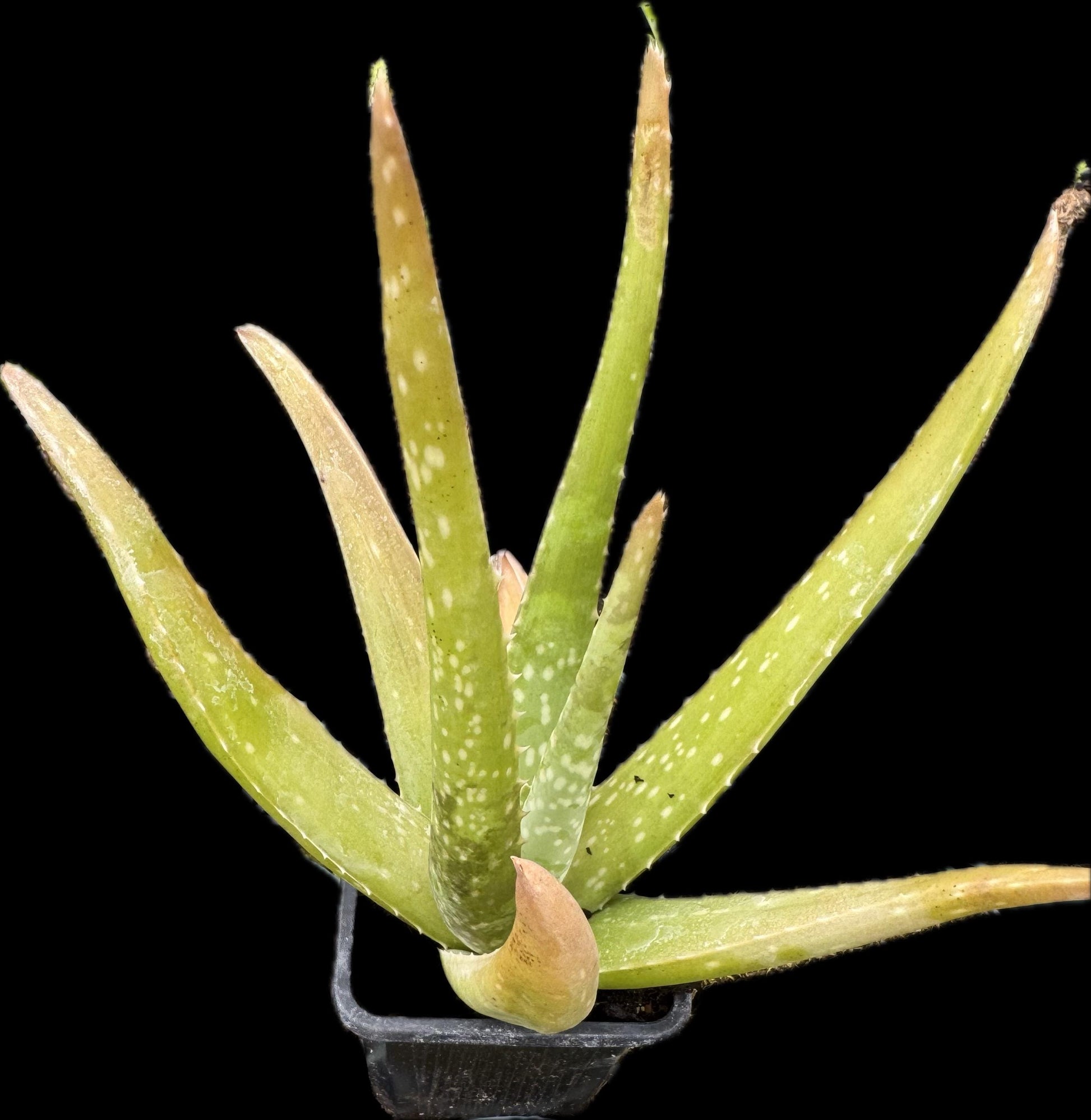 Aloe vera plant