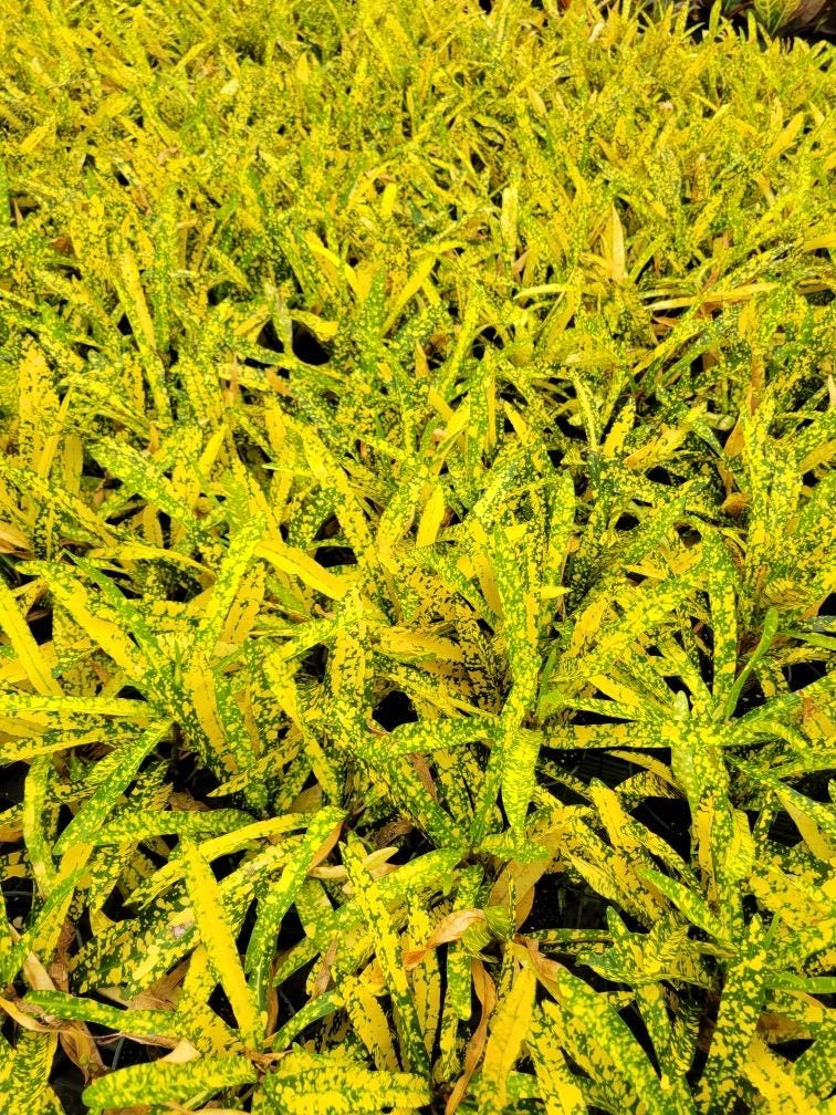 Live Croton Plant for indoor and outdoor (4” Pot)