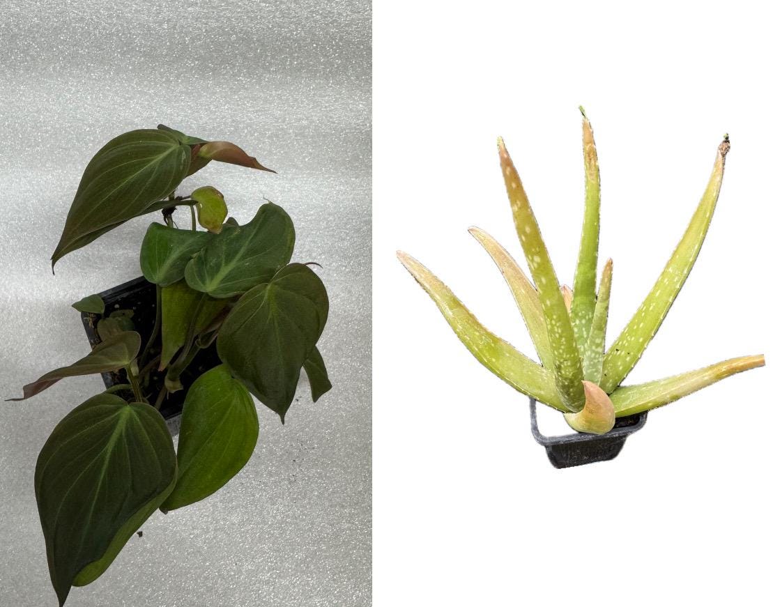 Plant Combinations 4” each