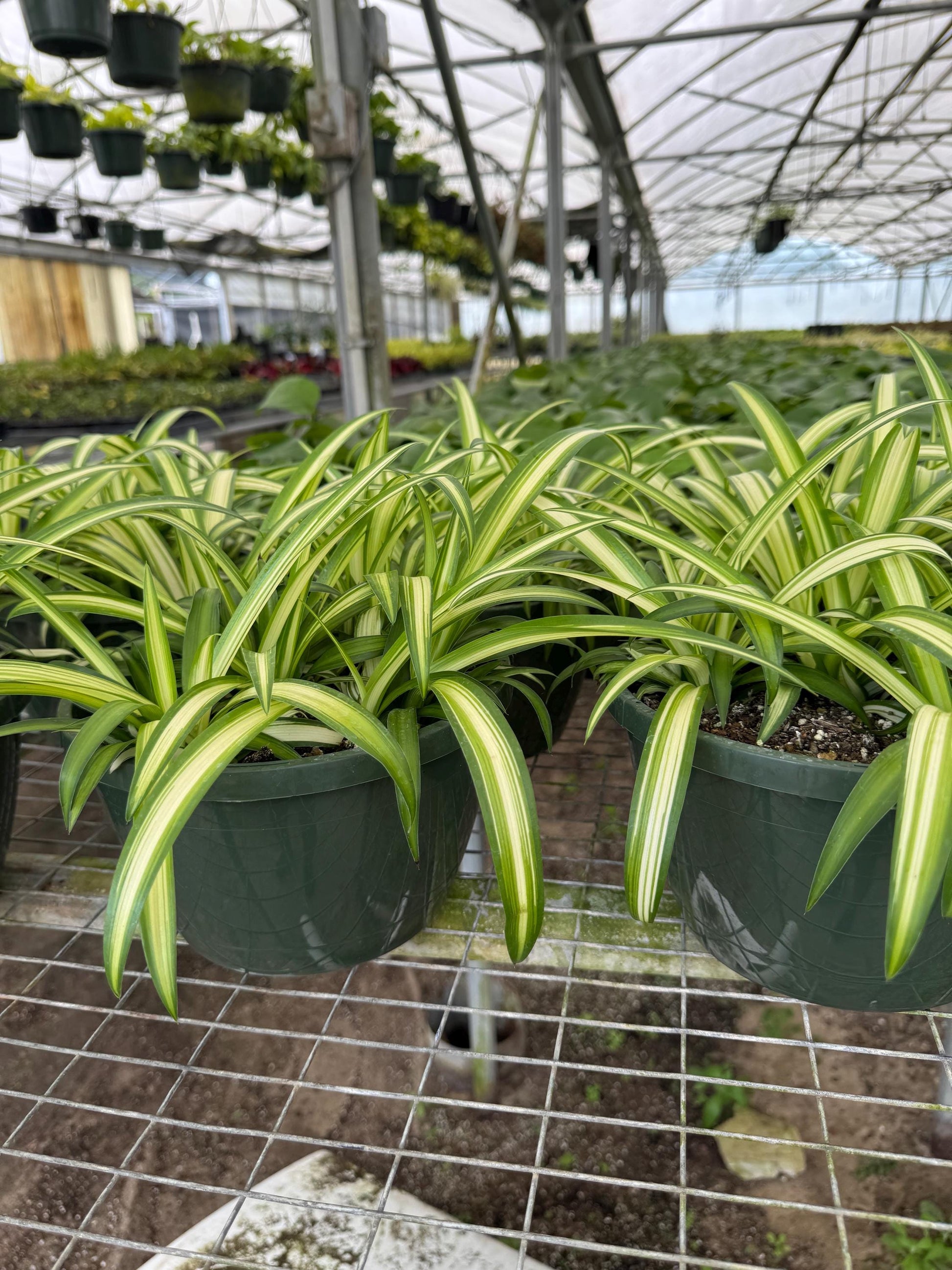 Spider Plant 2-Pack: Easy-to-Grow, Pet-Friendly