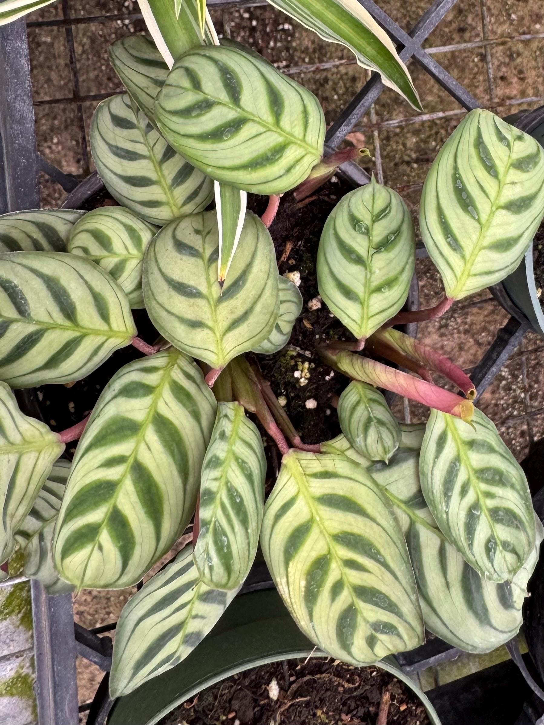 Assorted 3” plants (pack of 4)