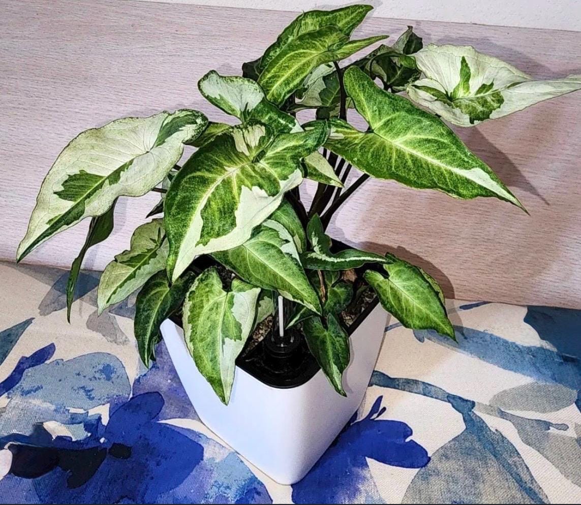 Syngonium Plant Variety Pack: Starter House Plants