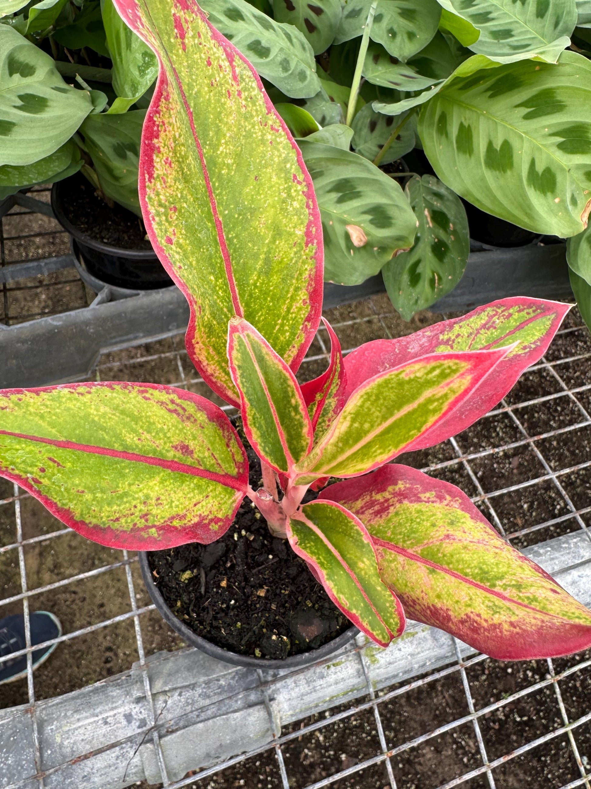 Assorted plants 4 pack (you can choose from)