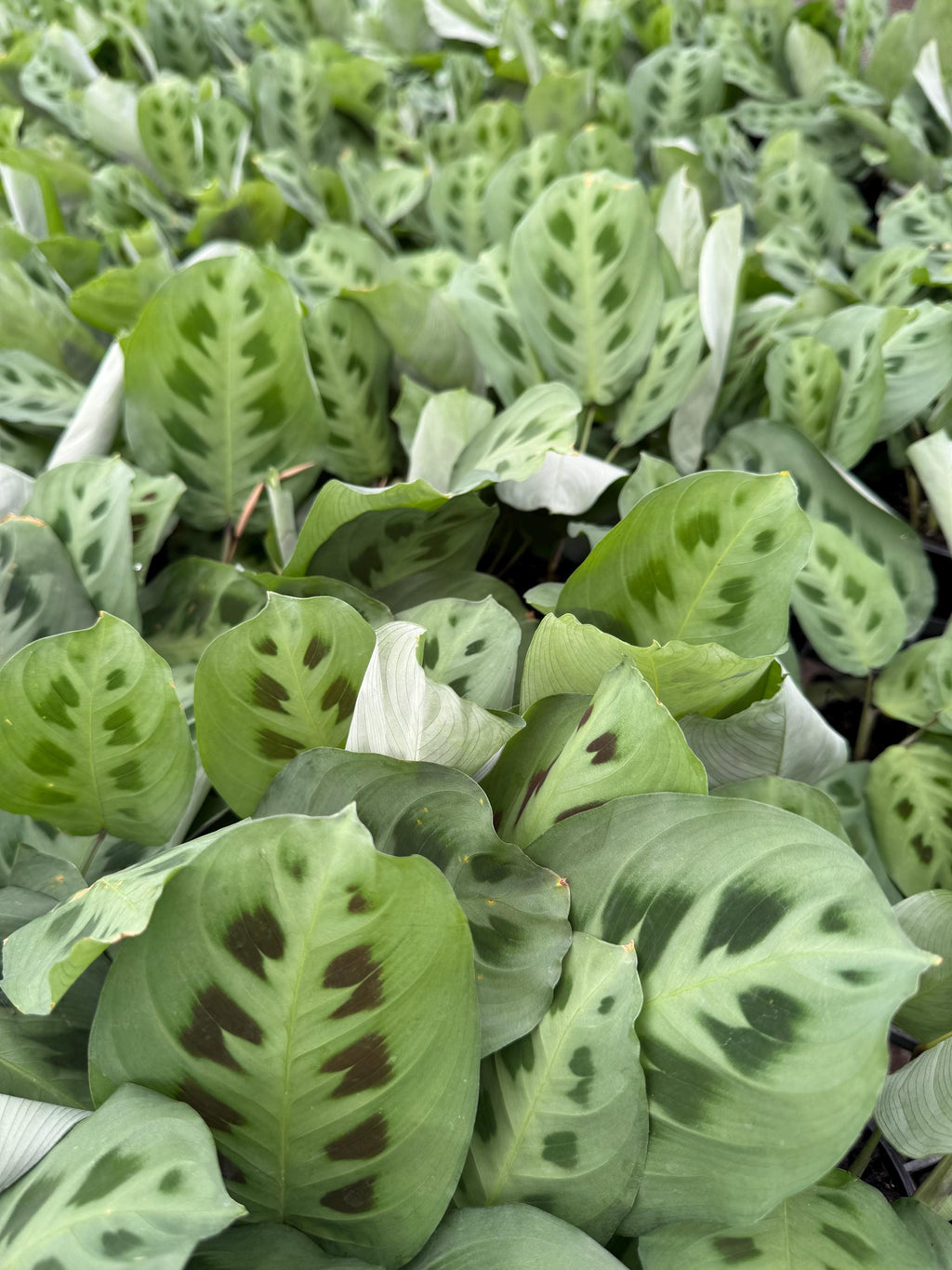 Prayer Plants Five varieties to choose from