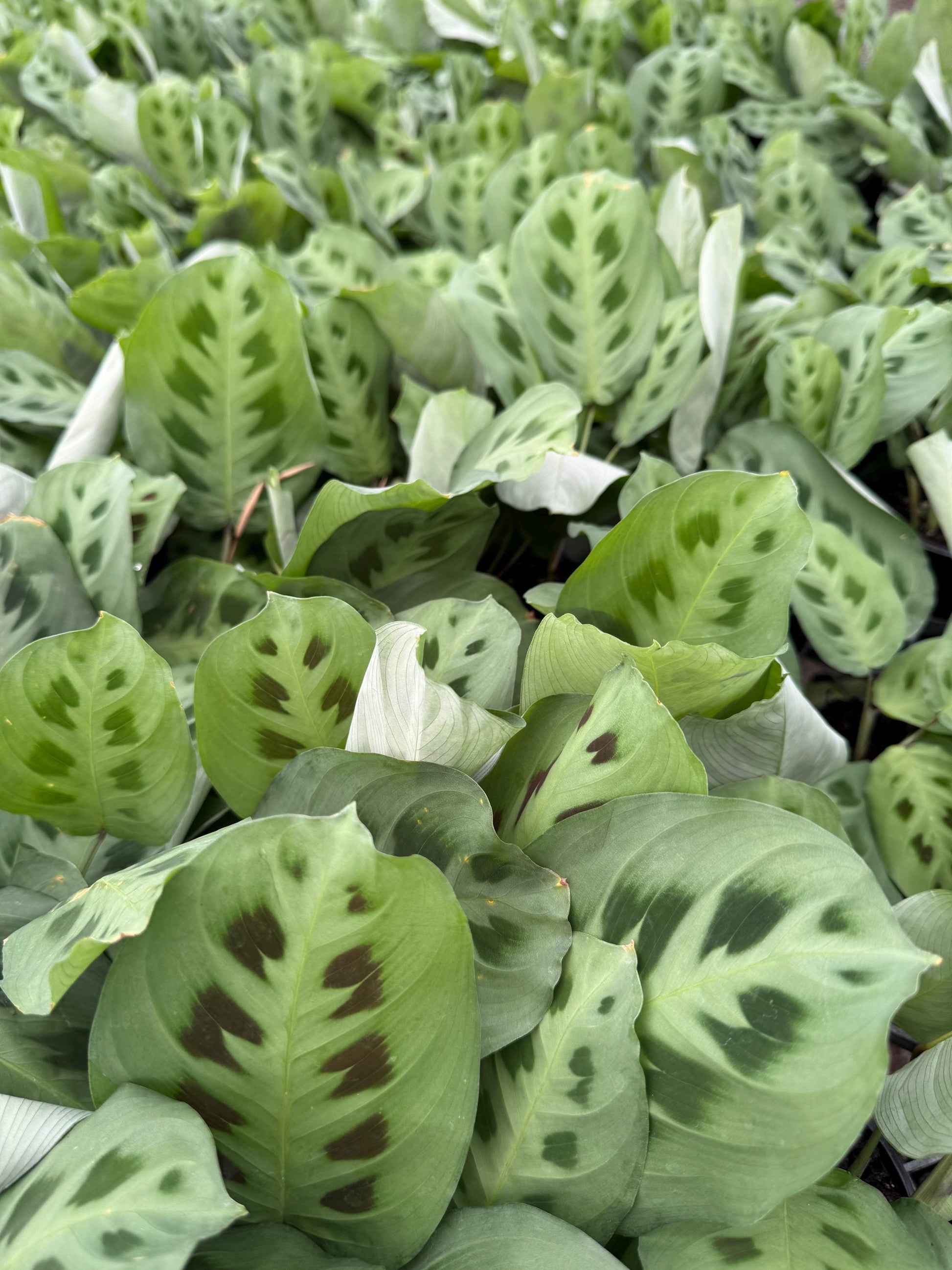 Prayer Plants Five varieties to choose from