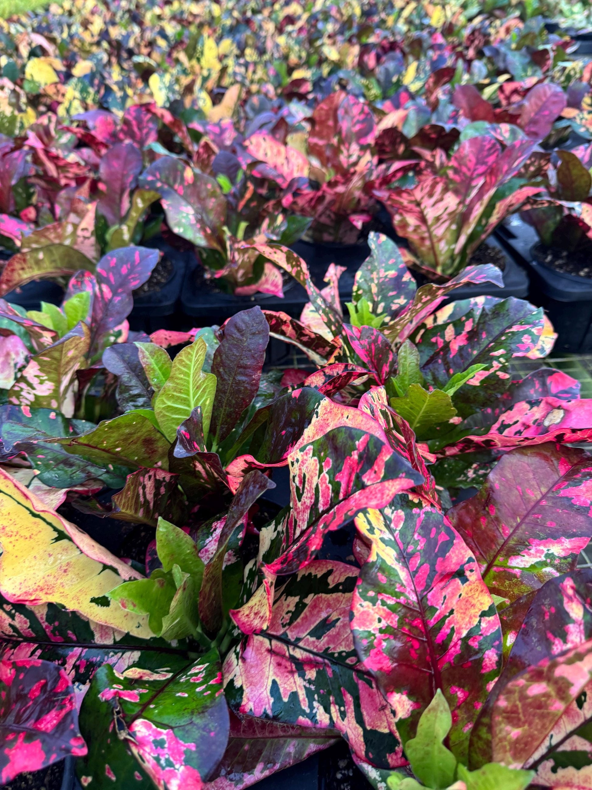 Live Croton Plant for indoor and outdoor (4” Pot)