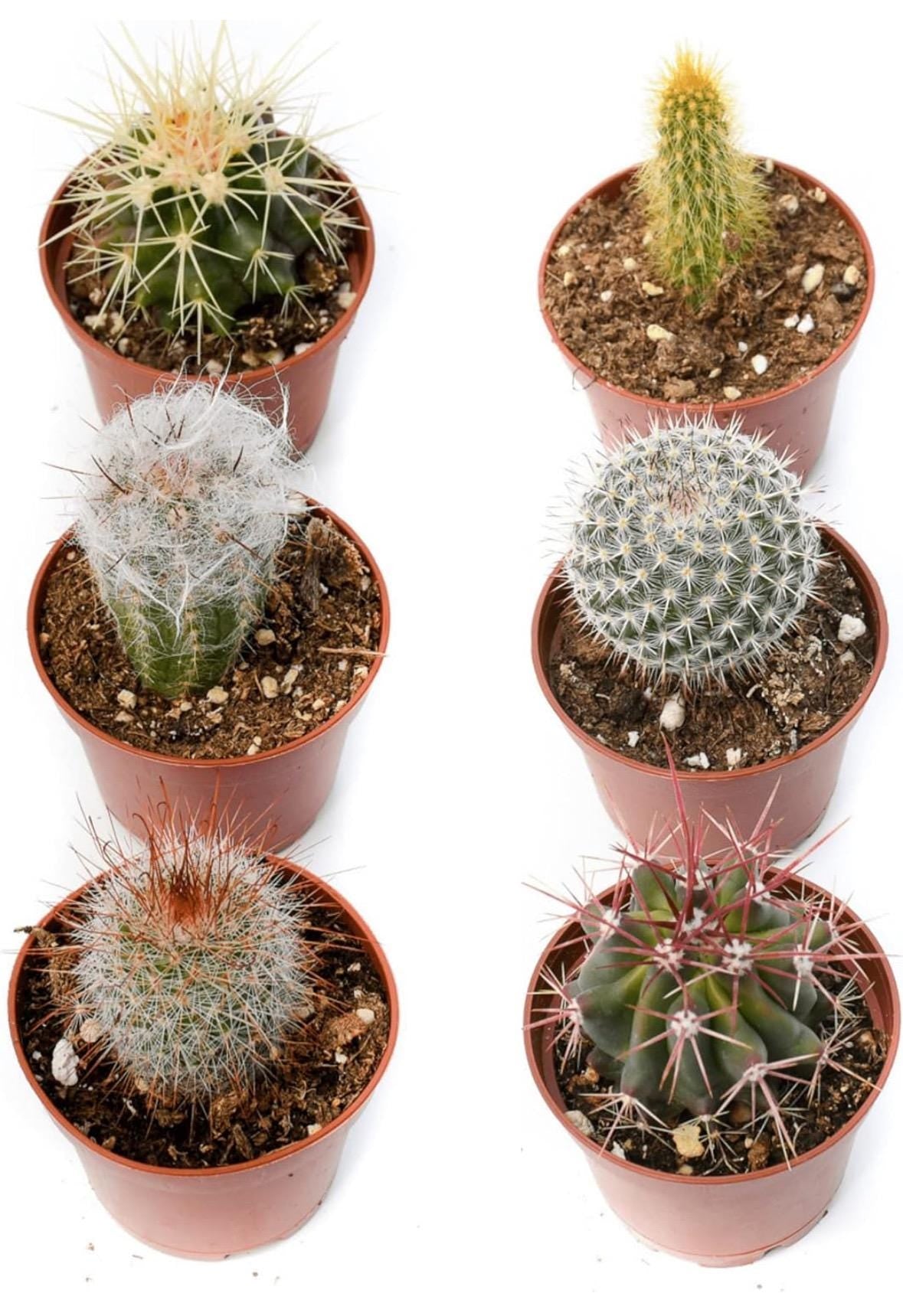 3” Cactus