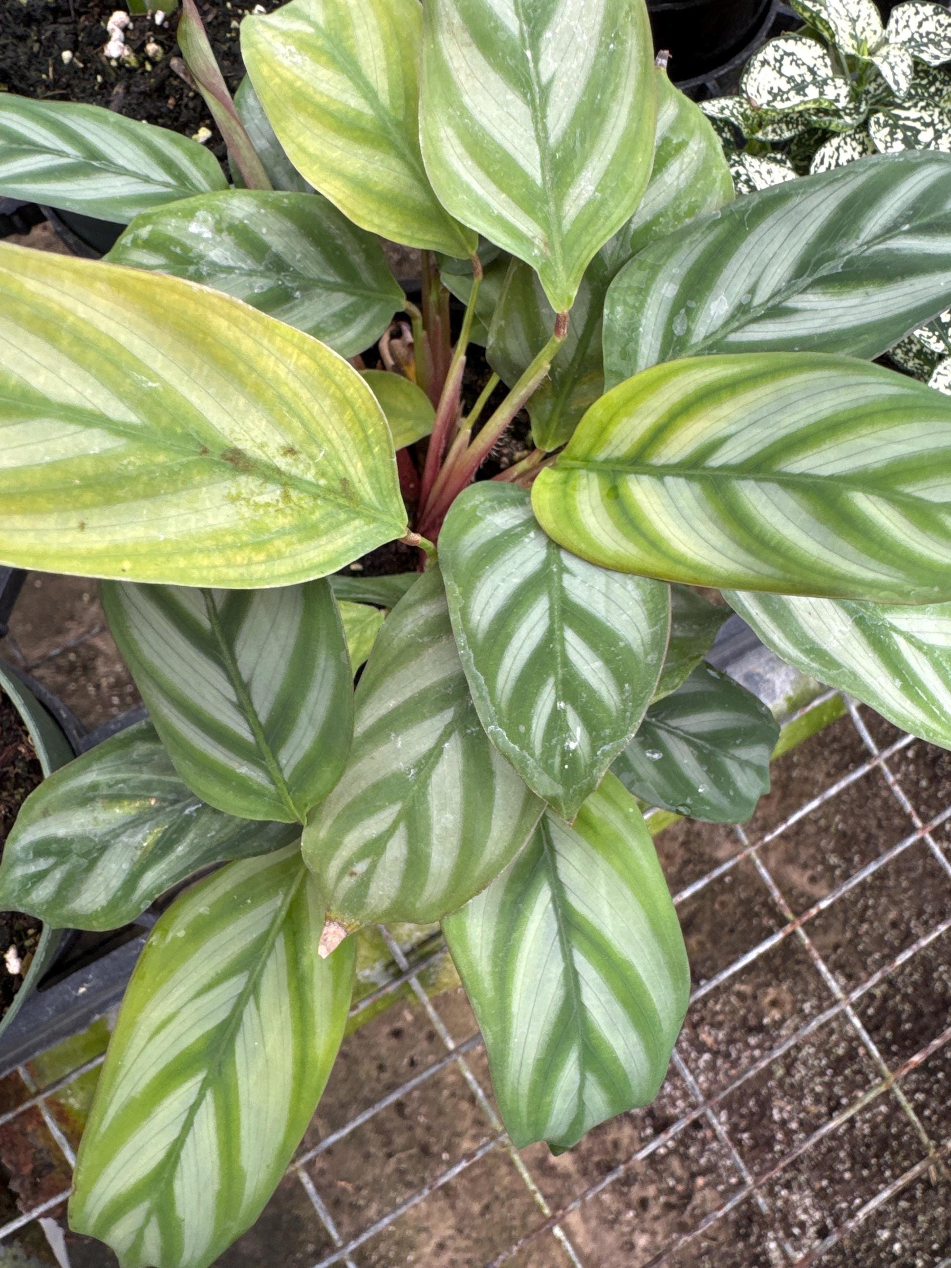 4” Assorted Plants