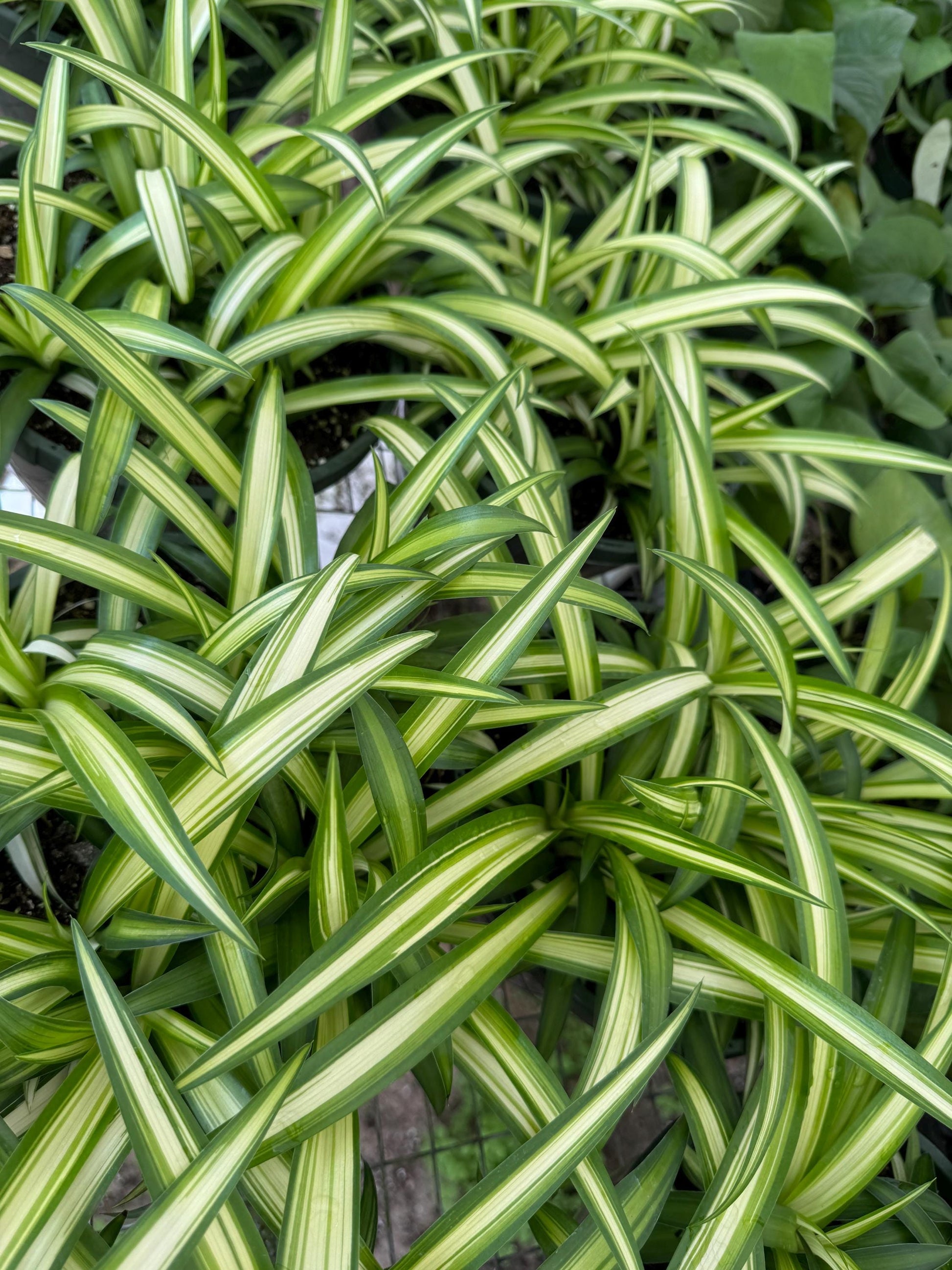 Spider Plant 2-Pack: Easy-to-Grow, Pet-Friendly