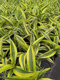 Assorted Plants( Varieties to choose from)