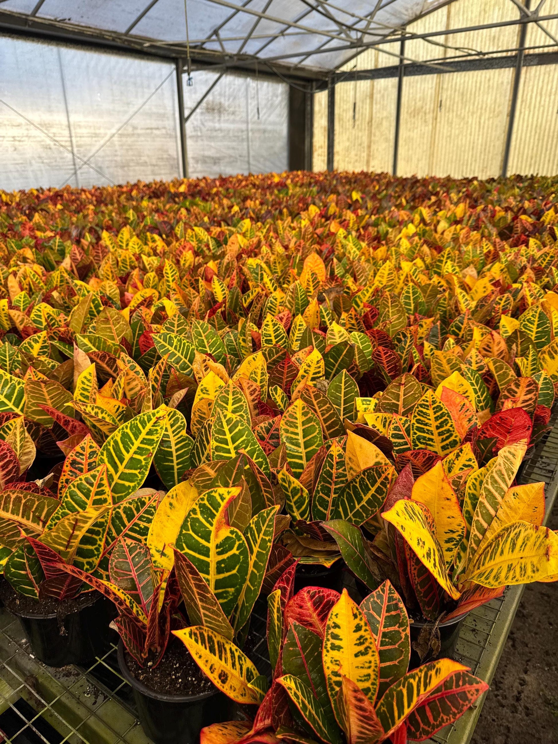 Live Croton Plant for indoor and outdoor (4” Pot)