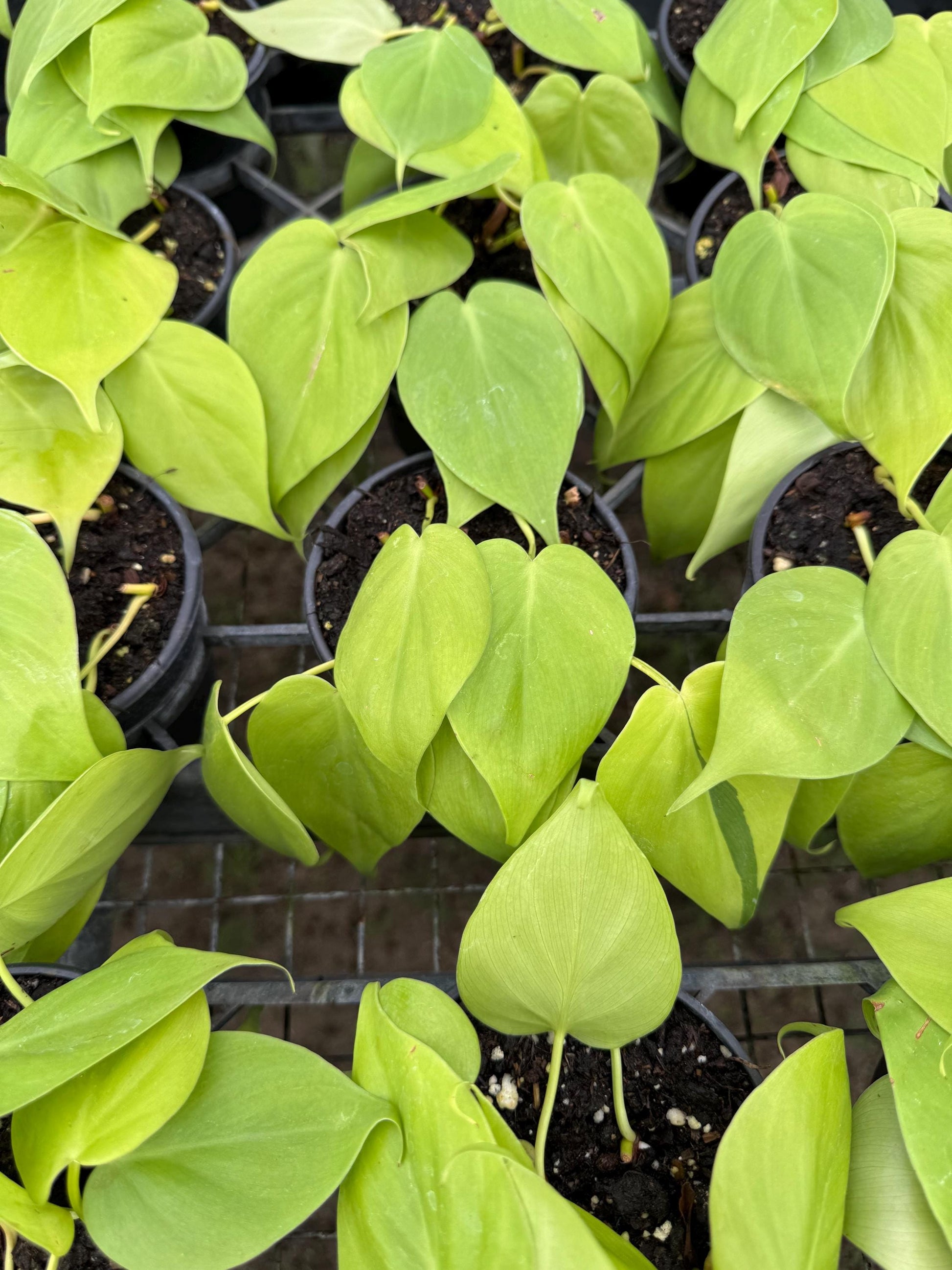 4”  Pothos