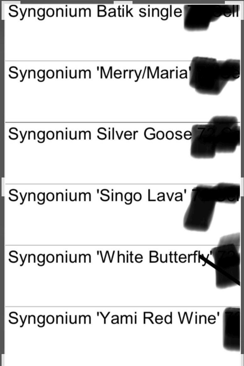 Syngonium Plant Variety Pack: Starter House Plants