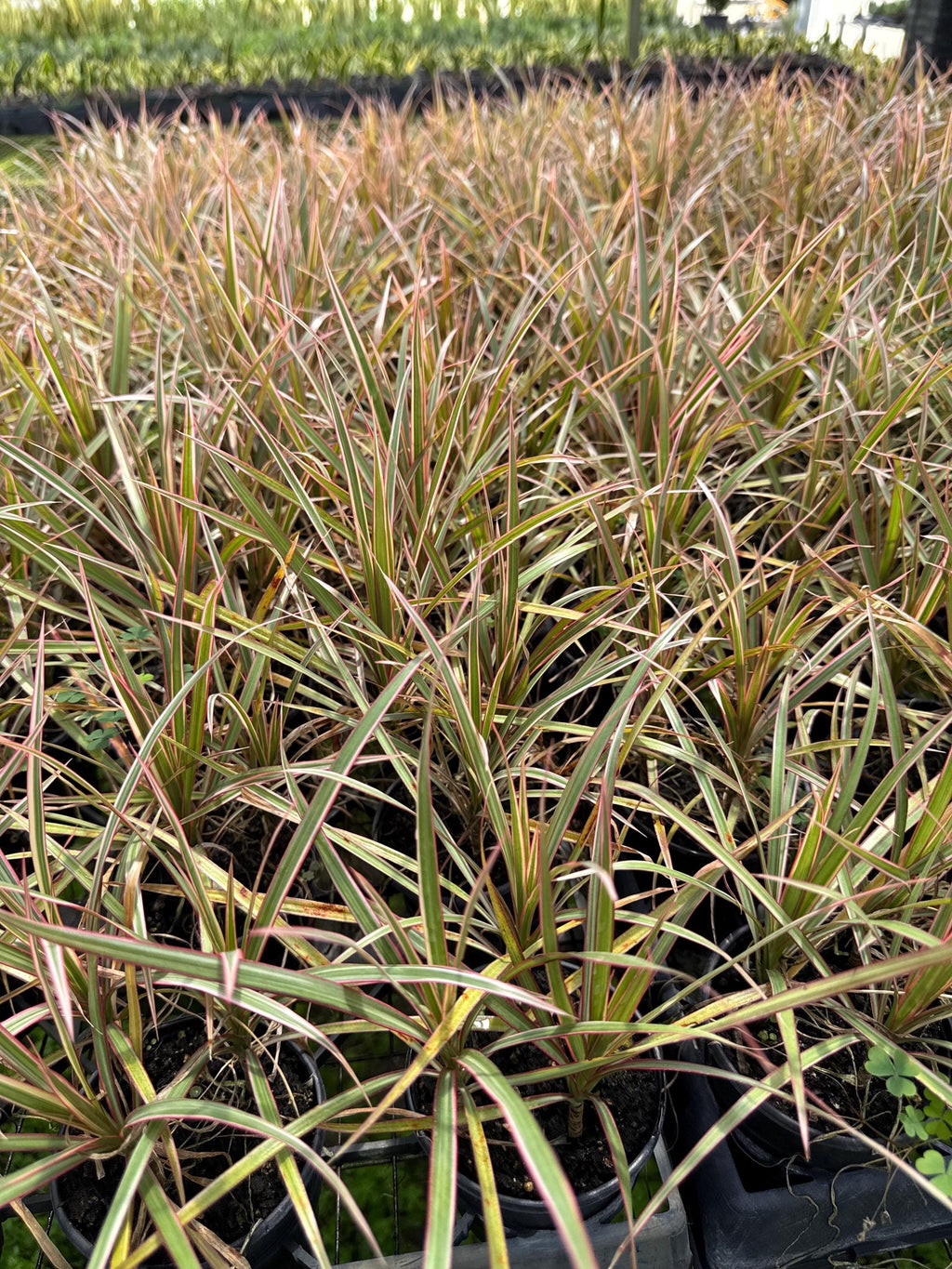 Draceana plant variety in 4”