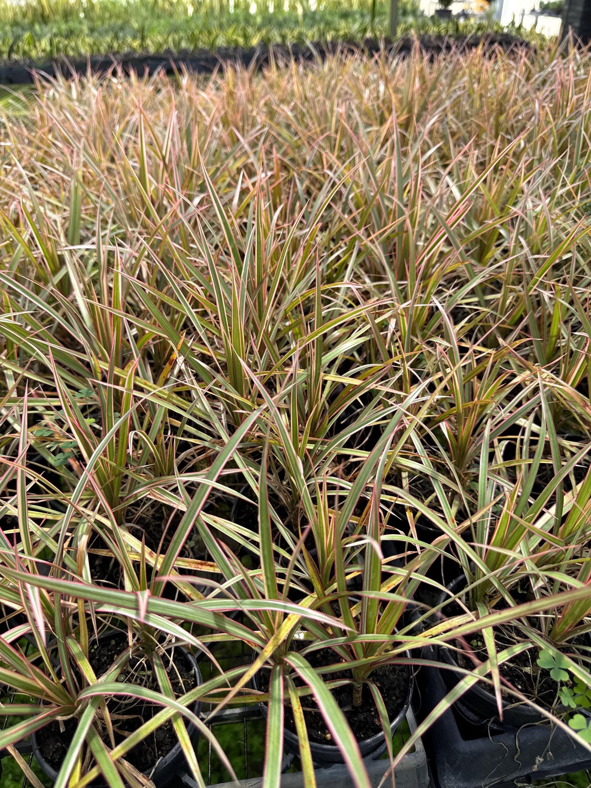 Draceana plant variety in 4”