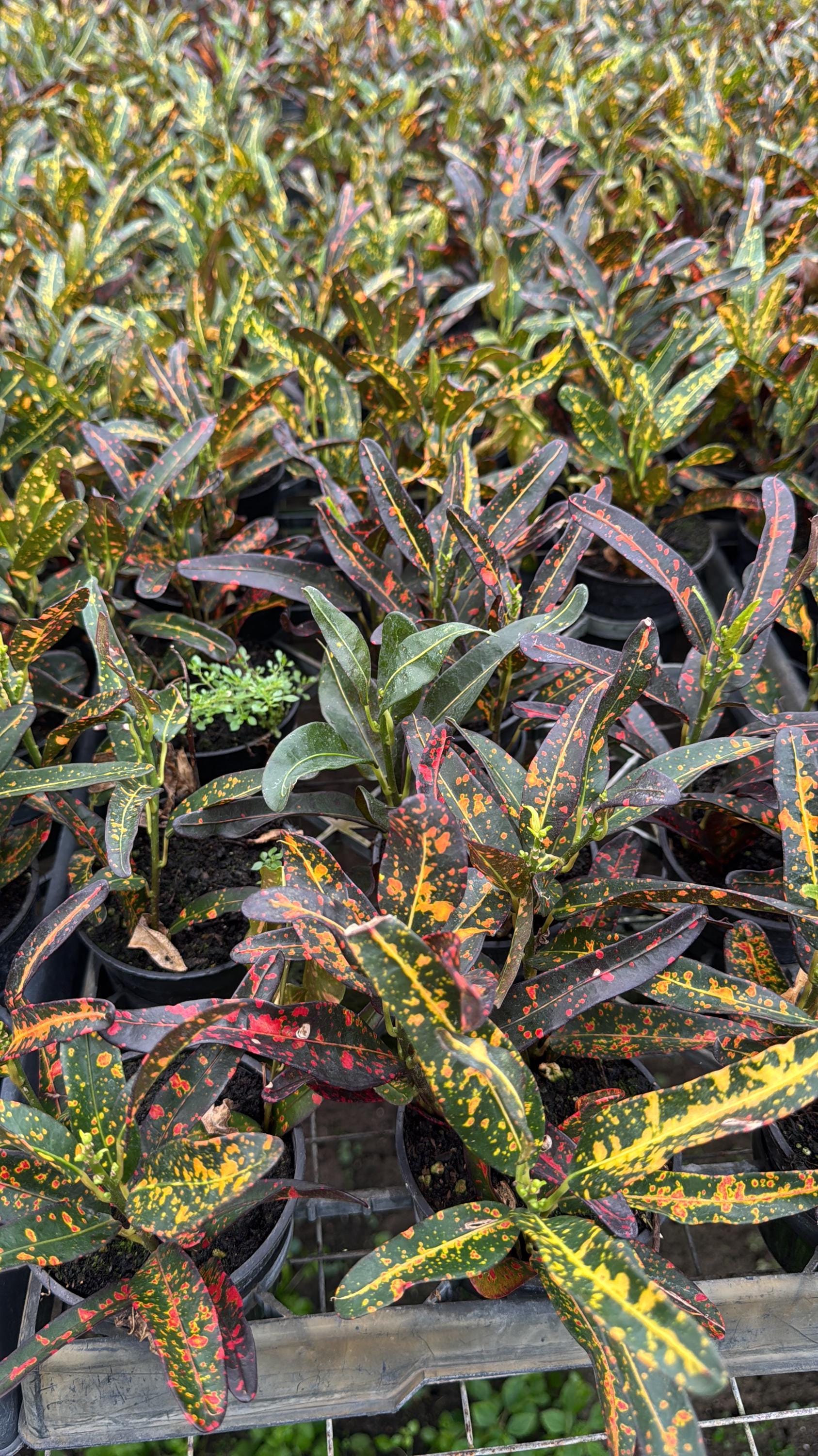 Live Croton Plant for indoor and outdoor (4” Pot)