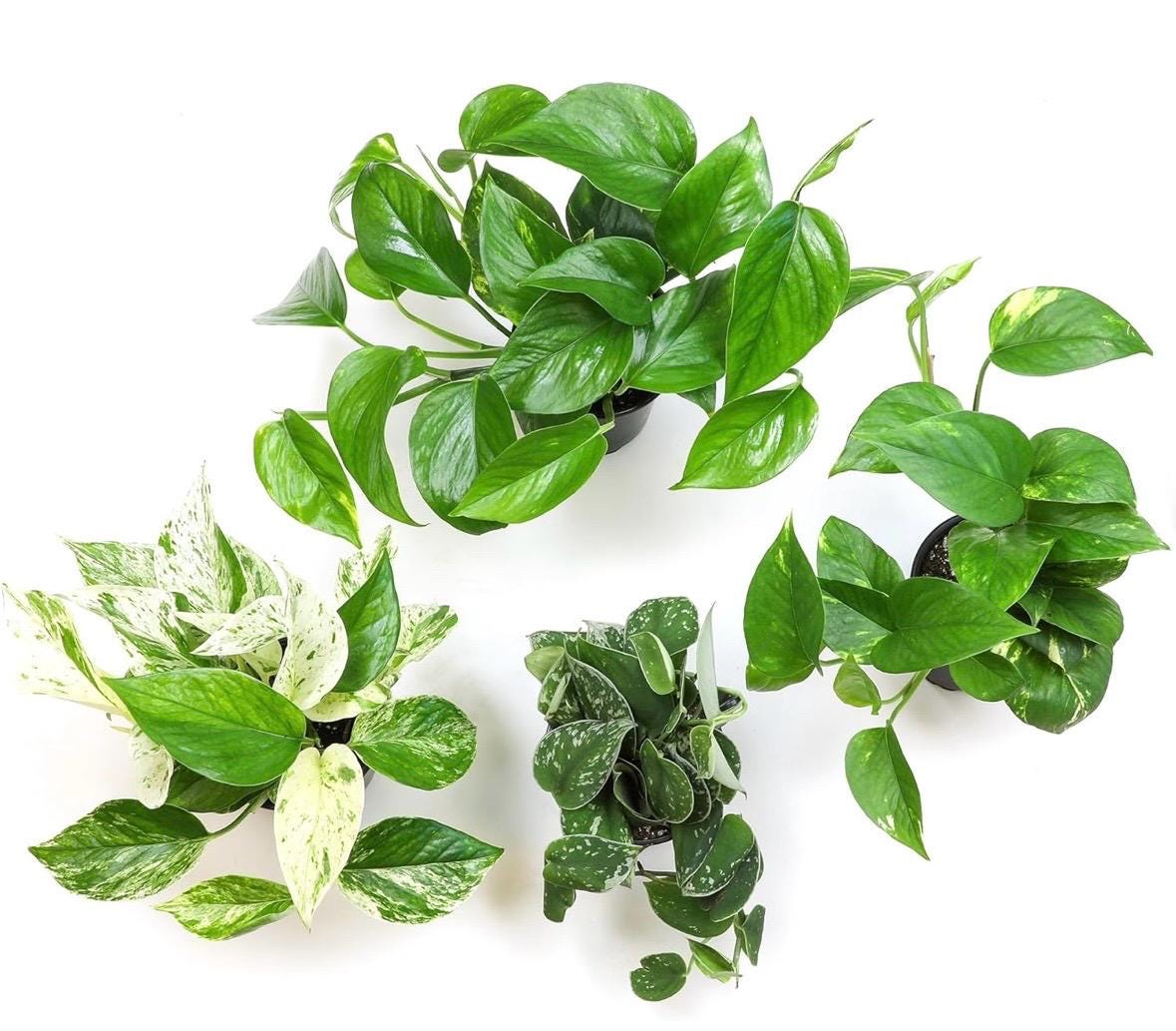 Pothos Plant: Golden, Neon, Jade, Marble Varieties