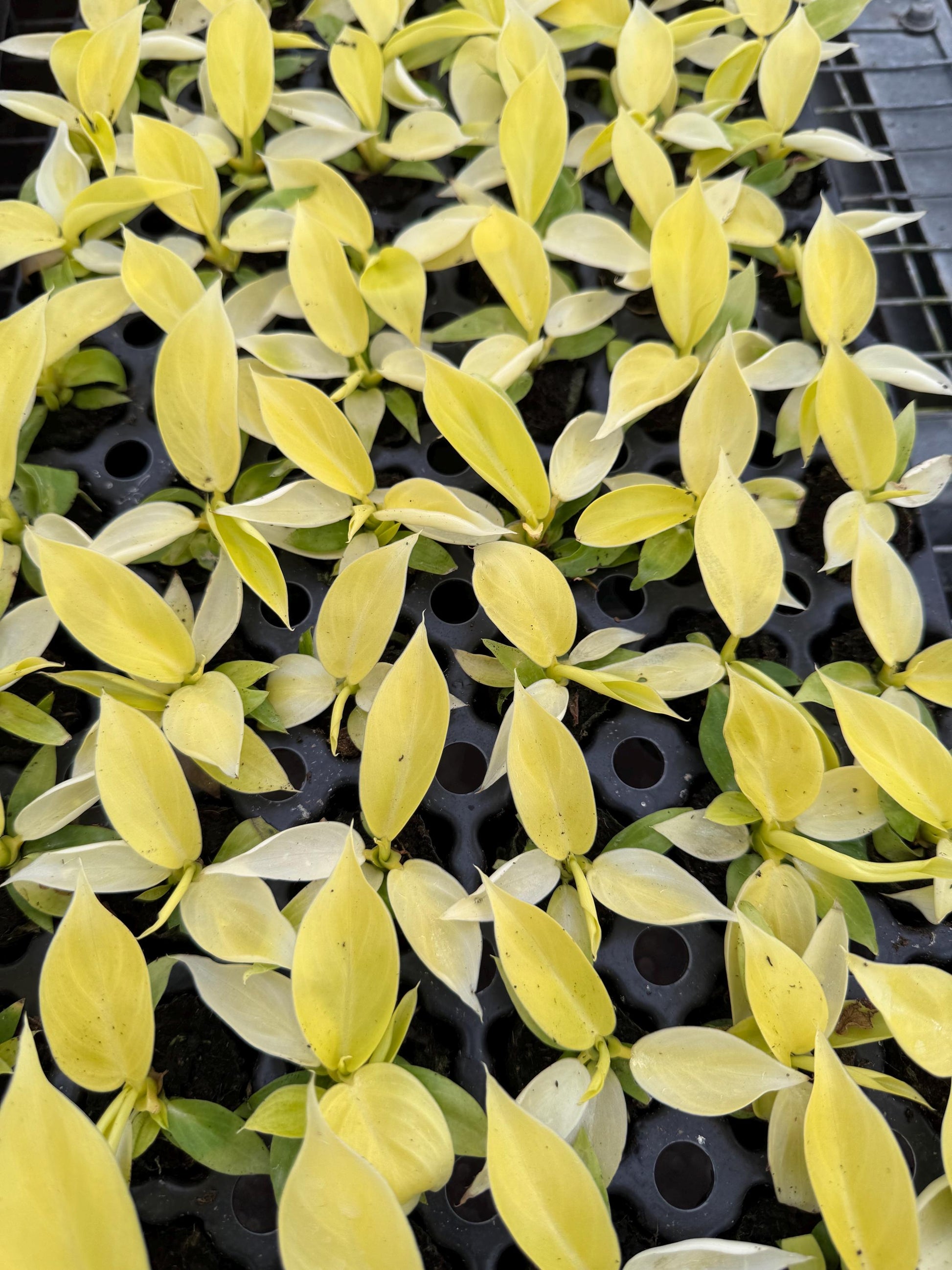 4 “Philodendron